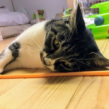 名無しちゃんの写真