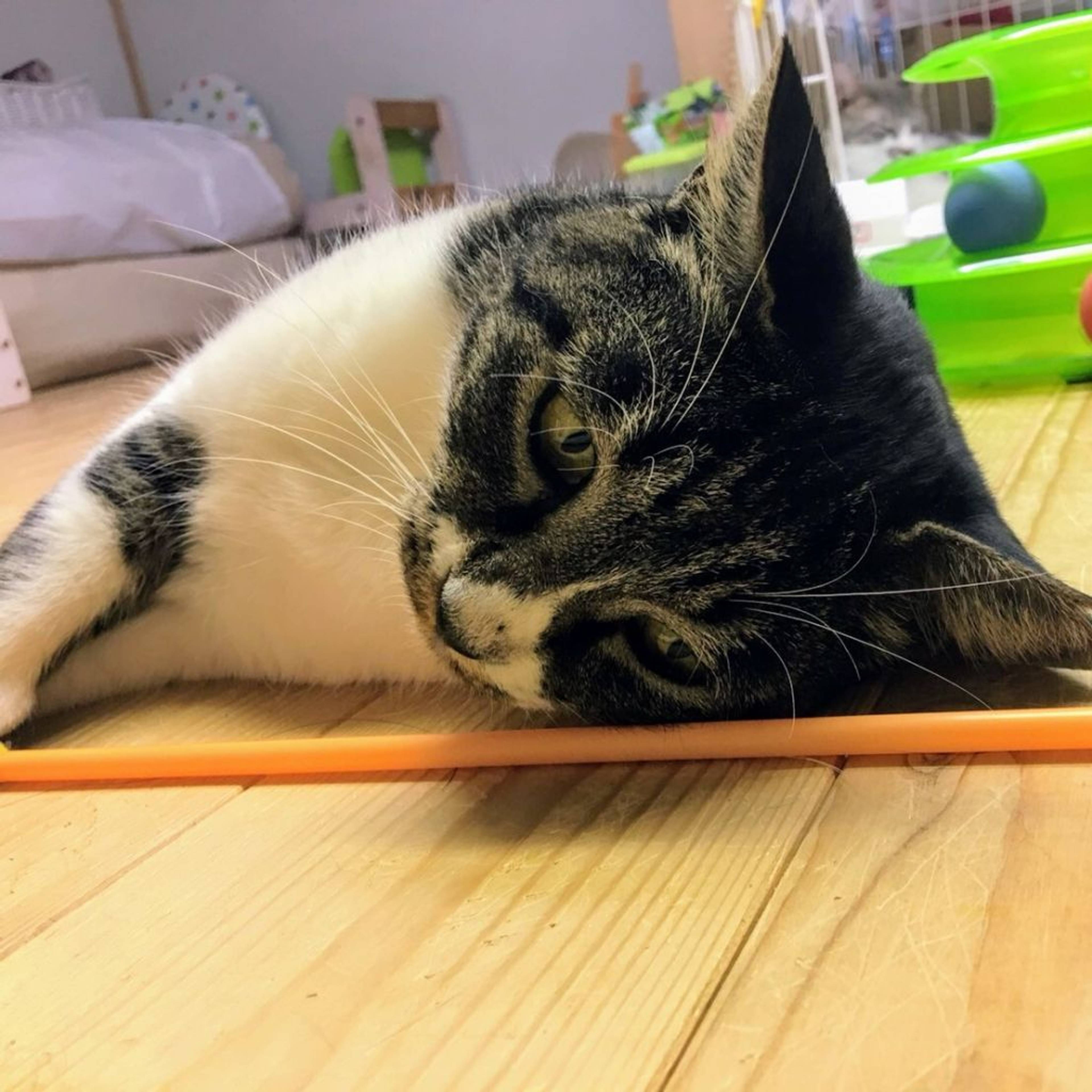 雑種（ミックス猫）・メスの里親募集の写真