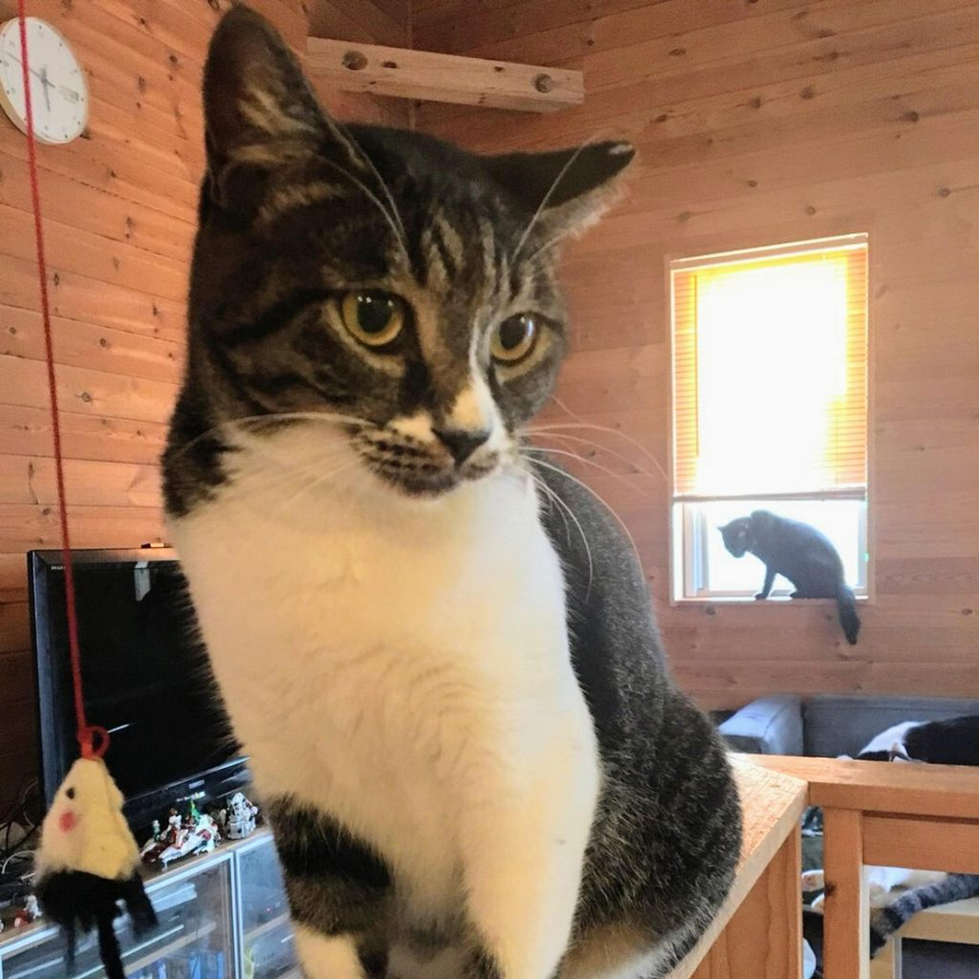 pet-image-2