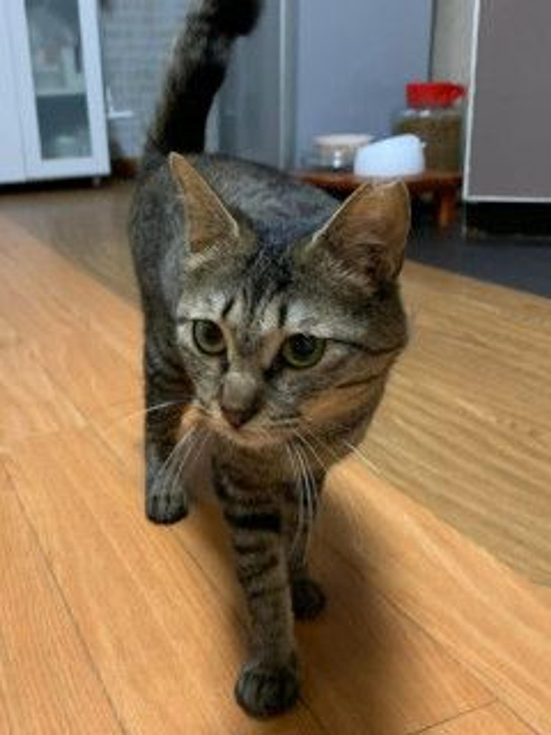 pet-image-2