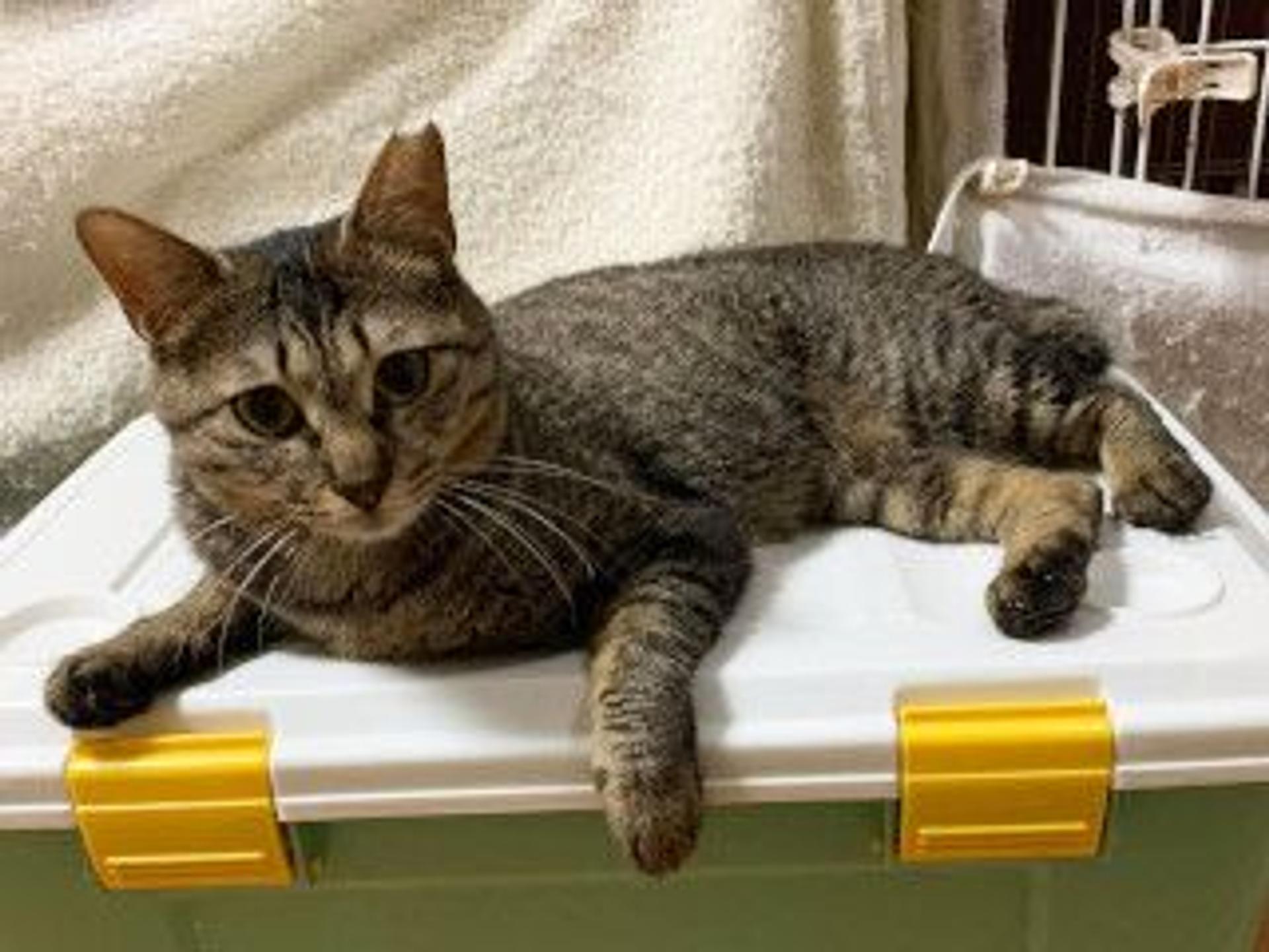 pet-image-8