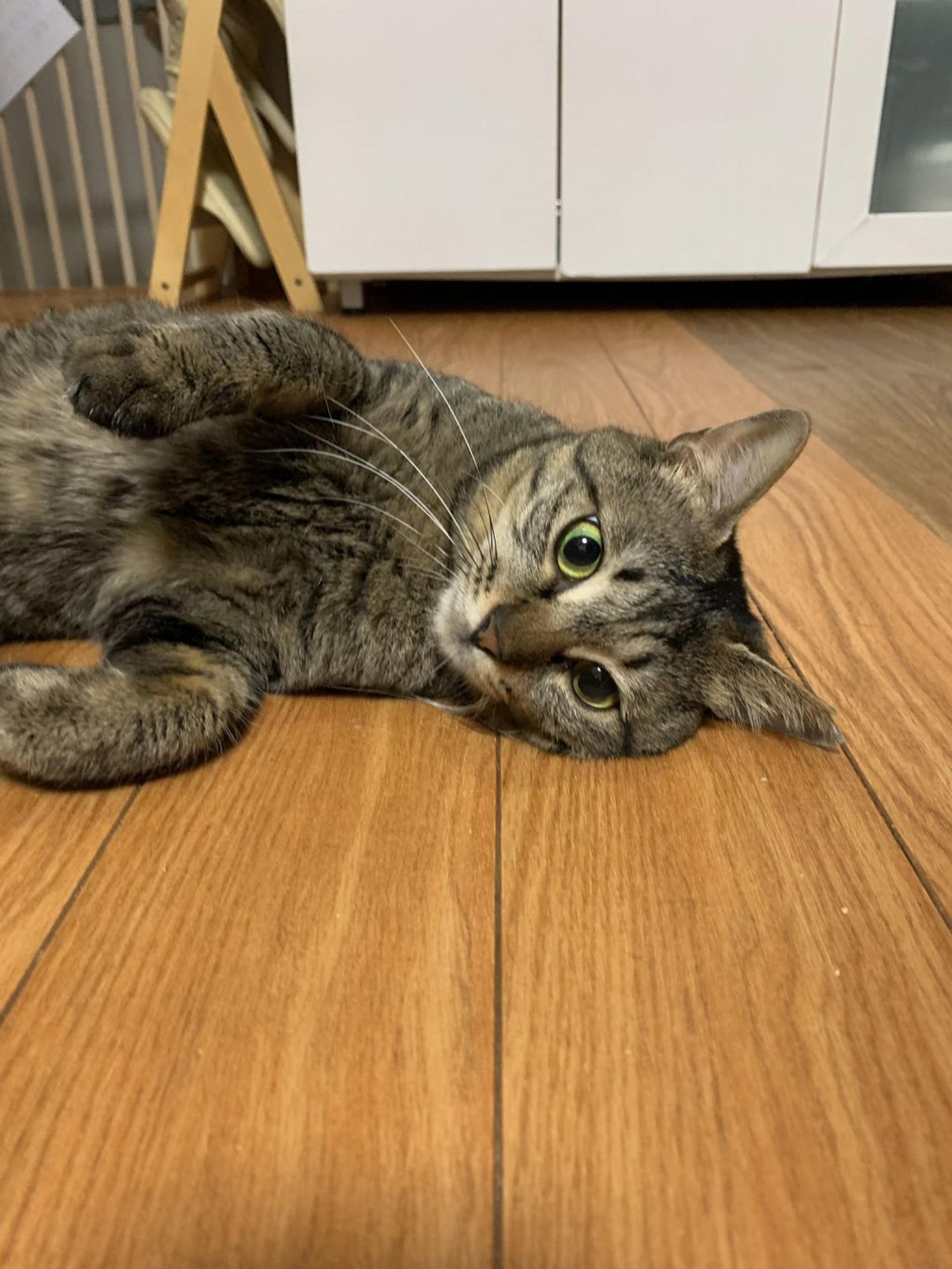 pet-image-5