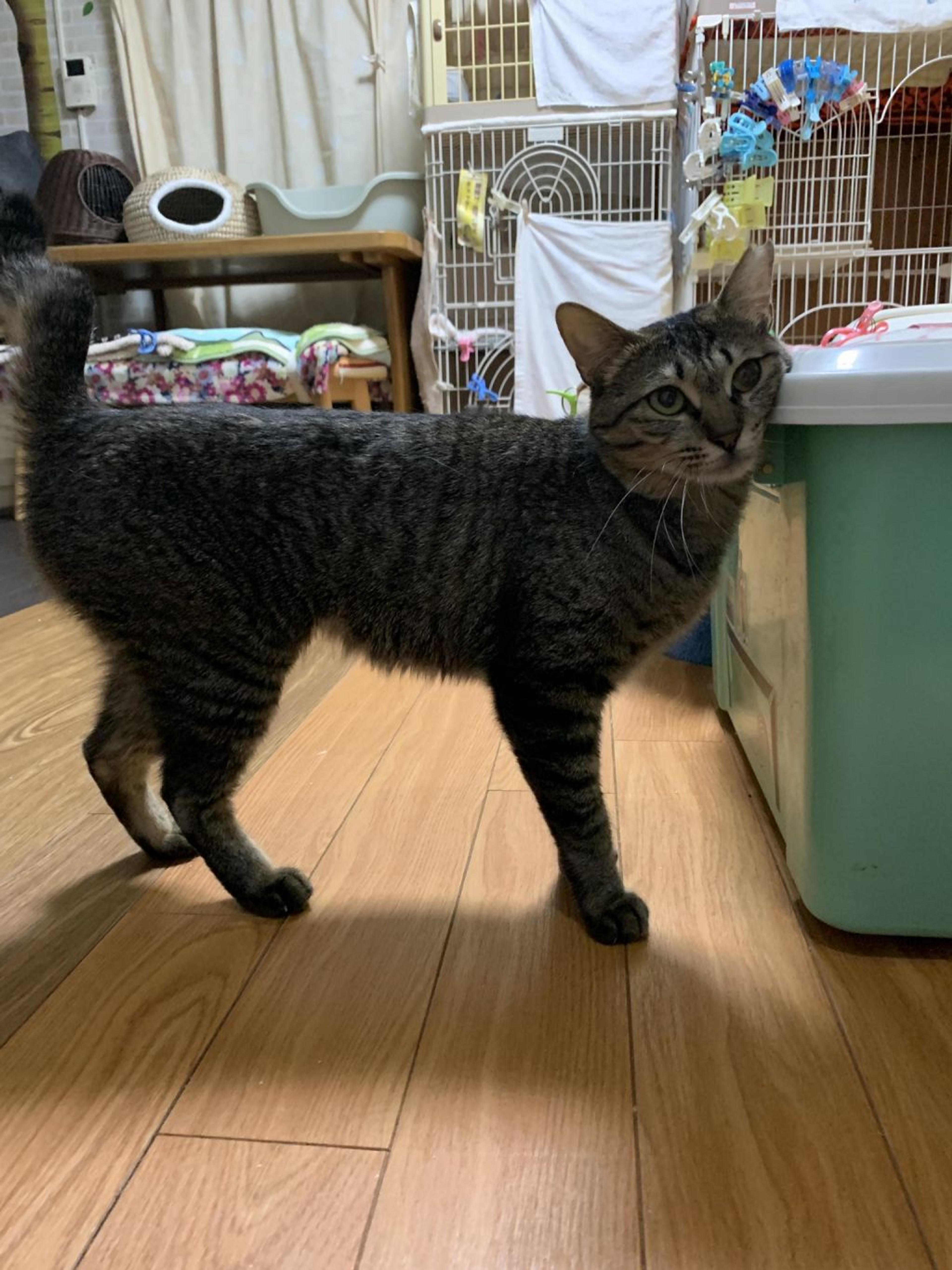 pet-image-7