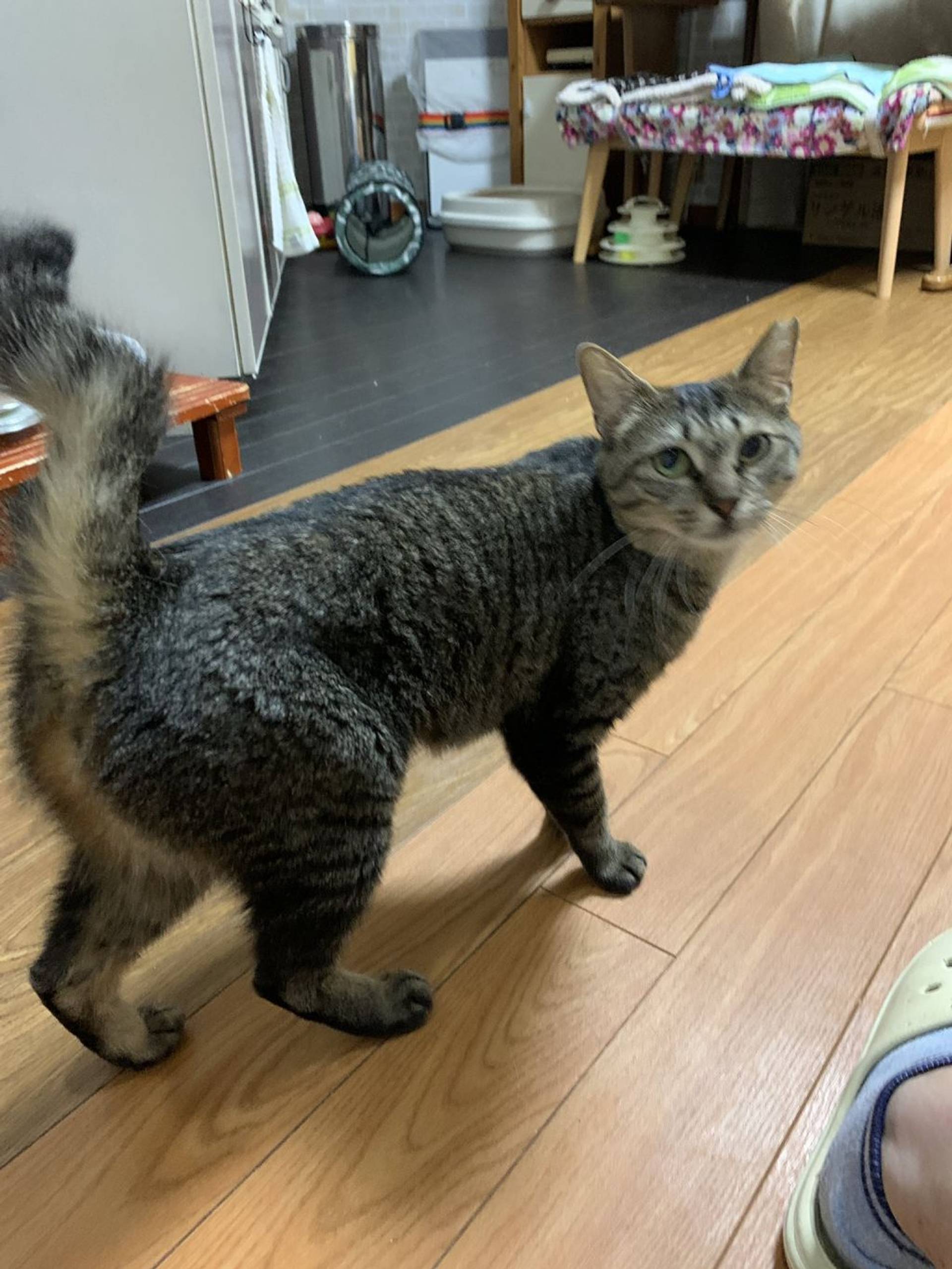 雑種（ミックス猫）・メスの里親募集の写真