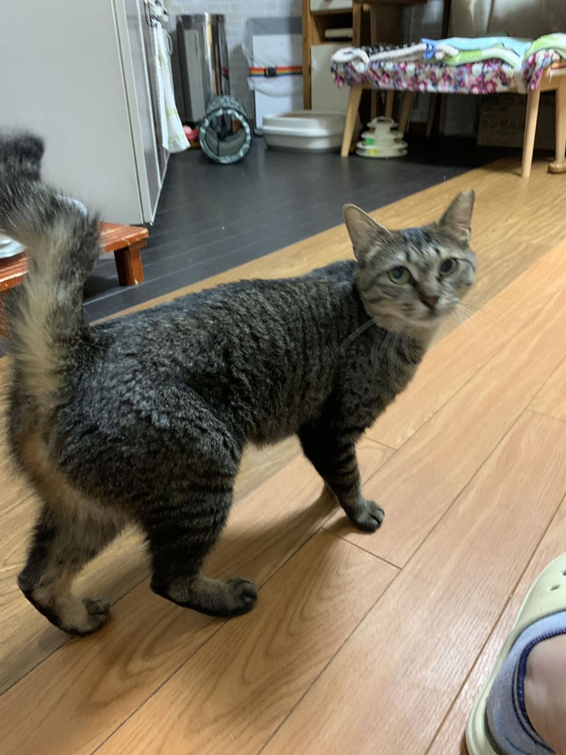 雑種（ミックス猫）・メスの里親募集の写真