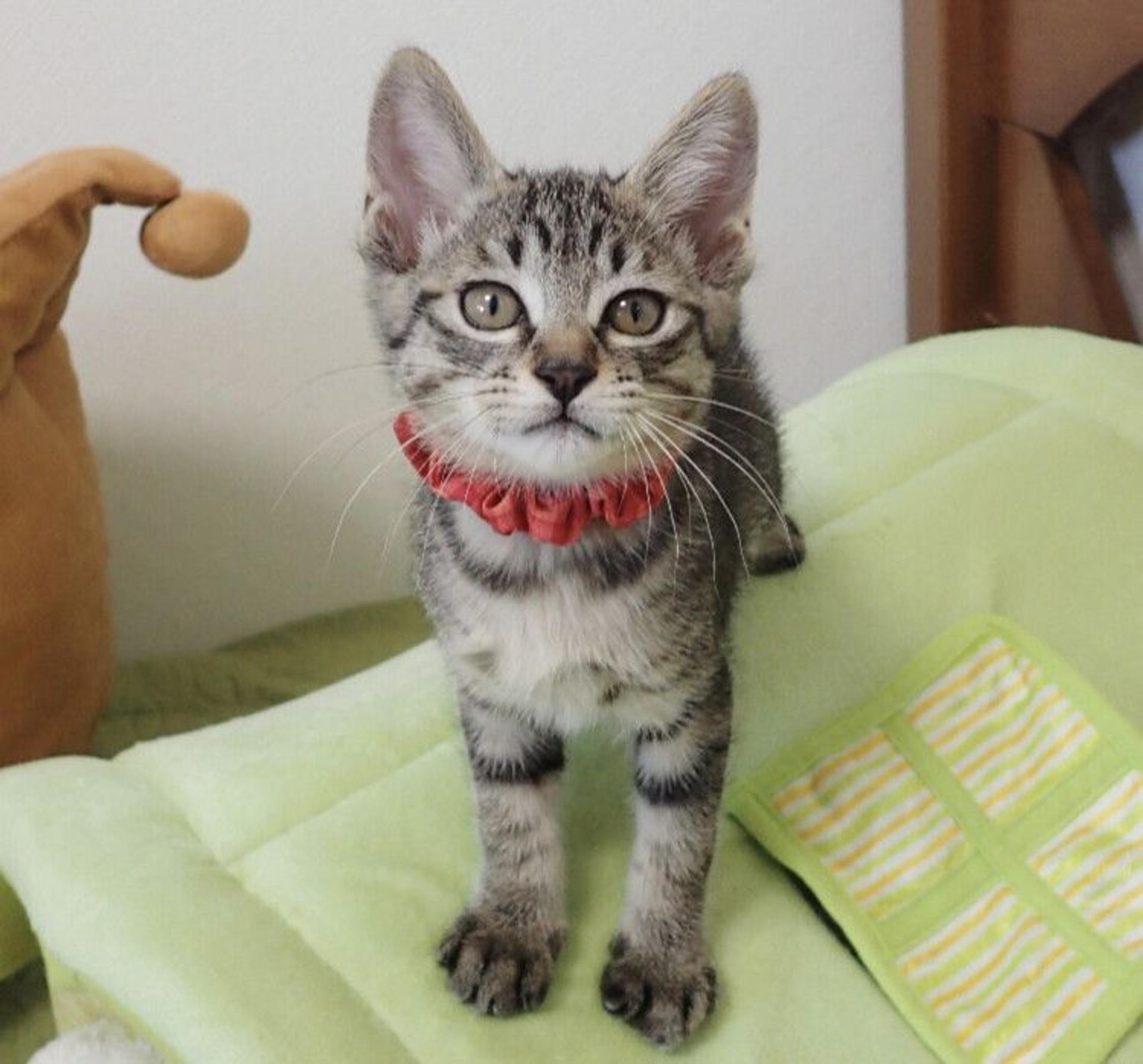 pet-image-2