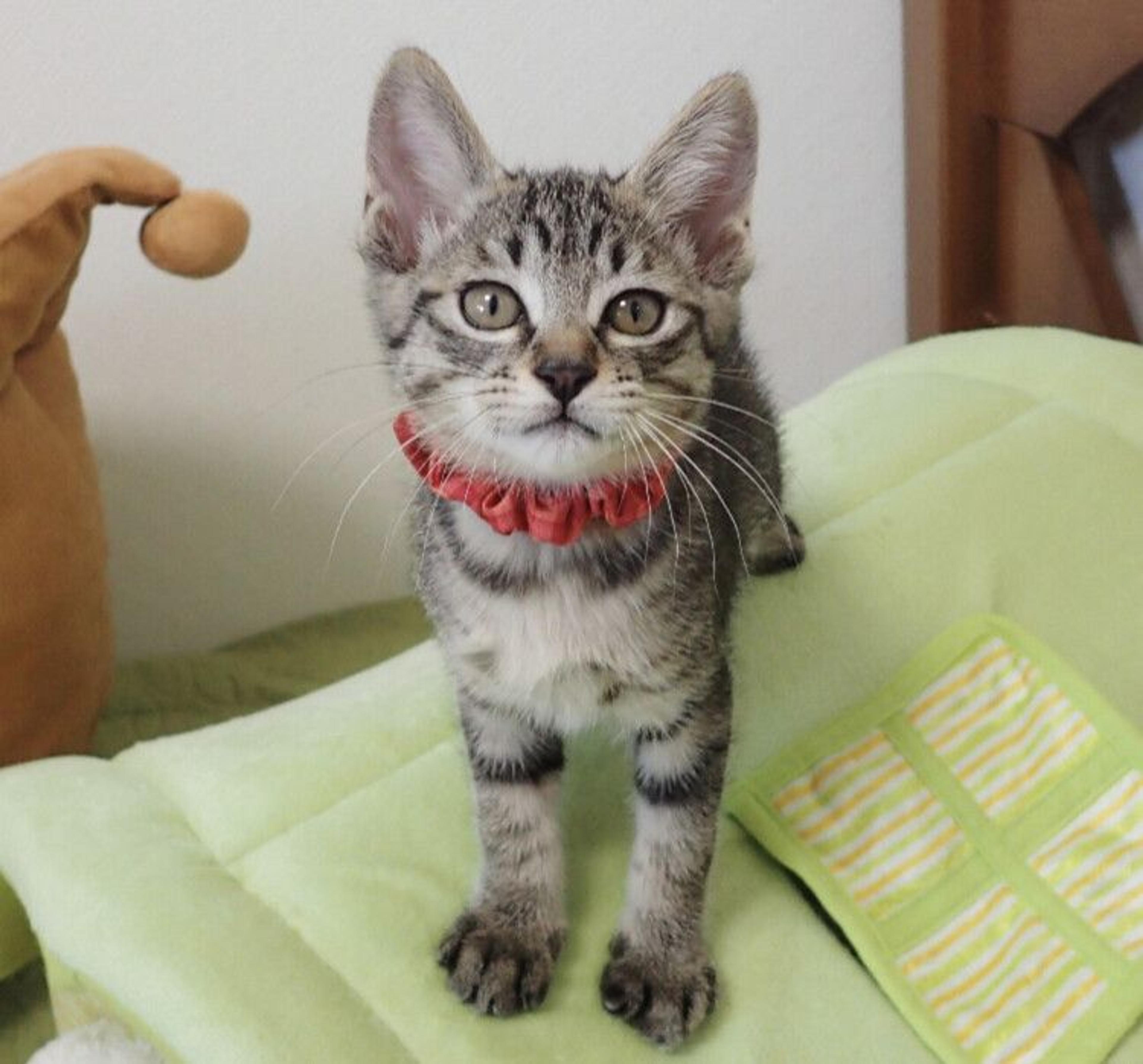 pet-image-2