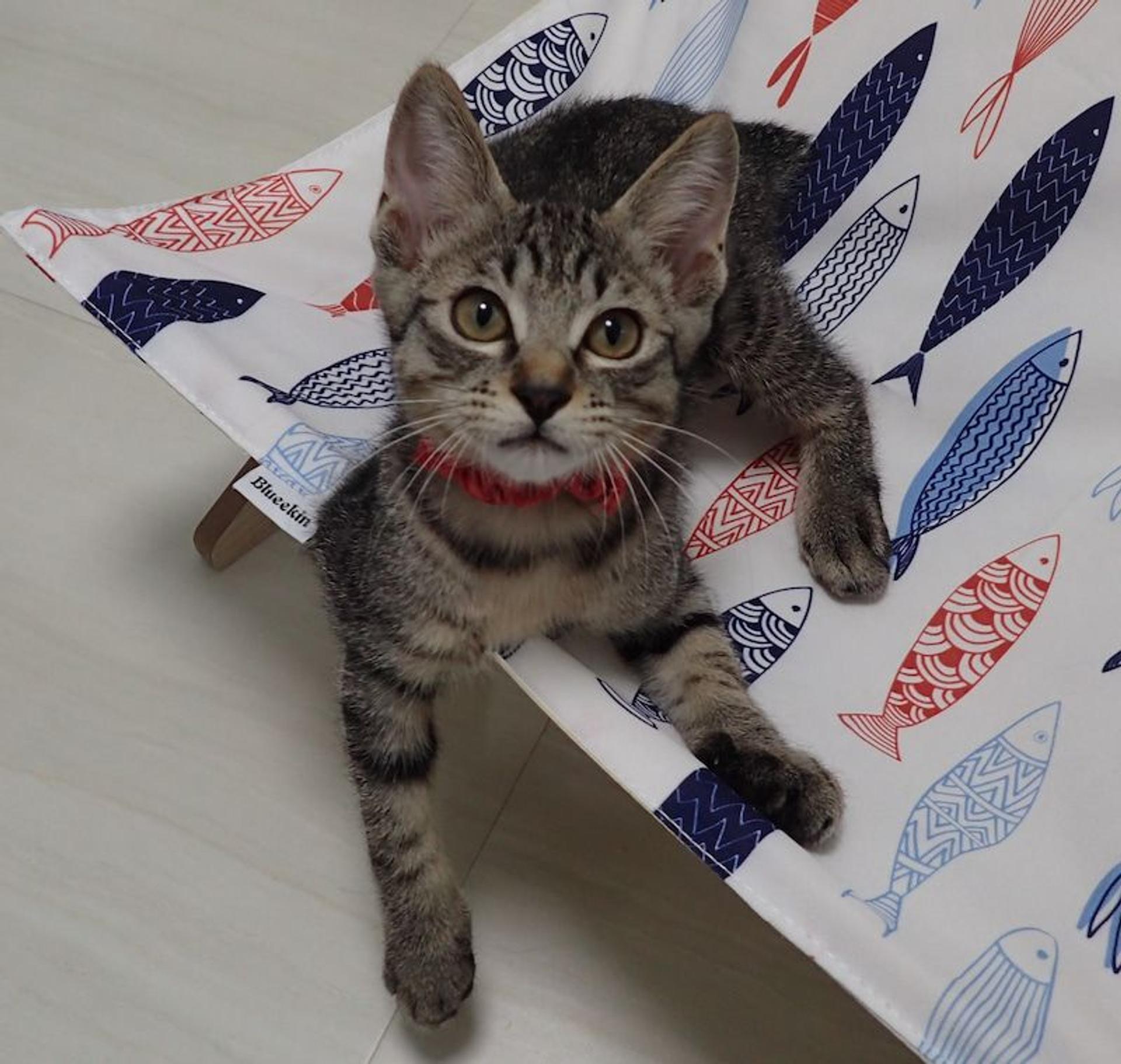 pet-image-3