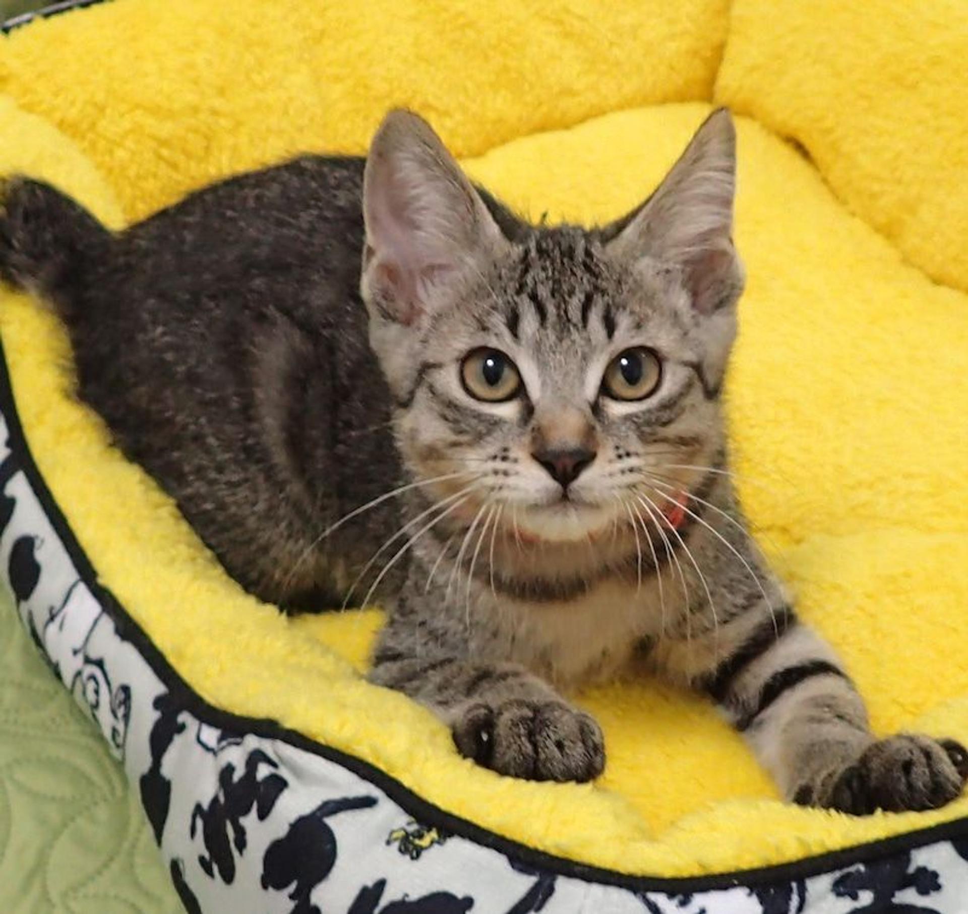 pet-image-4