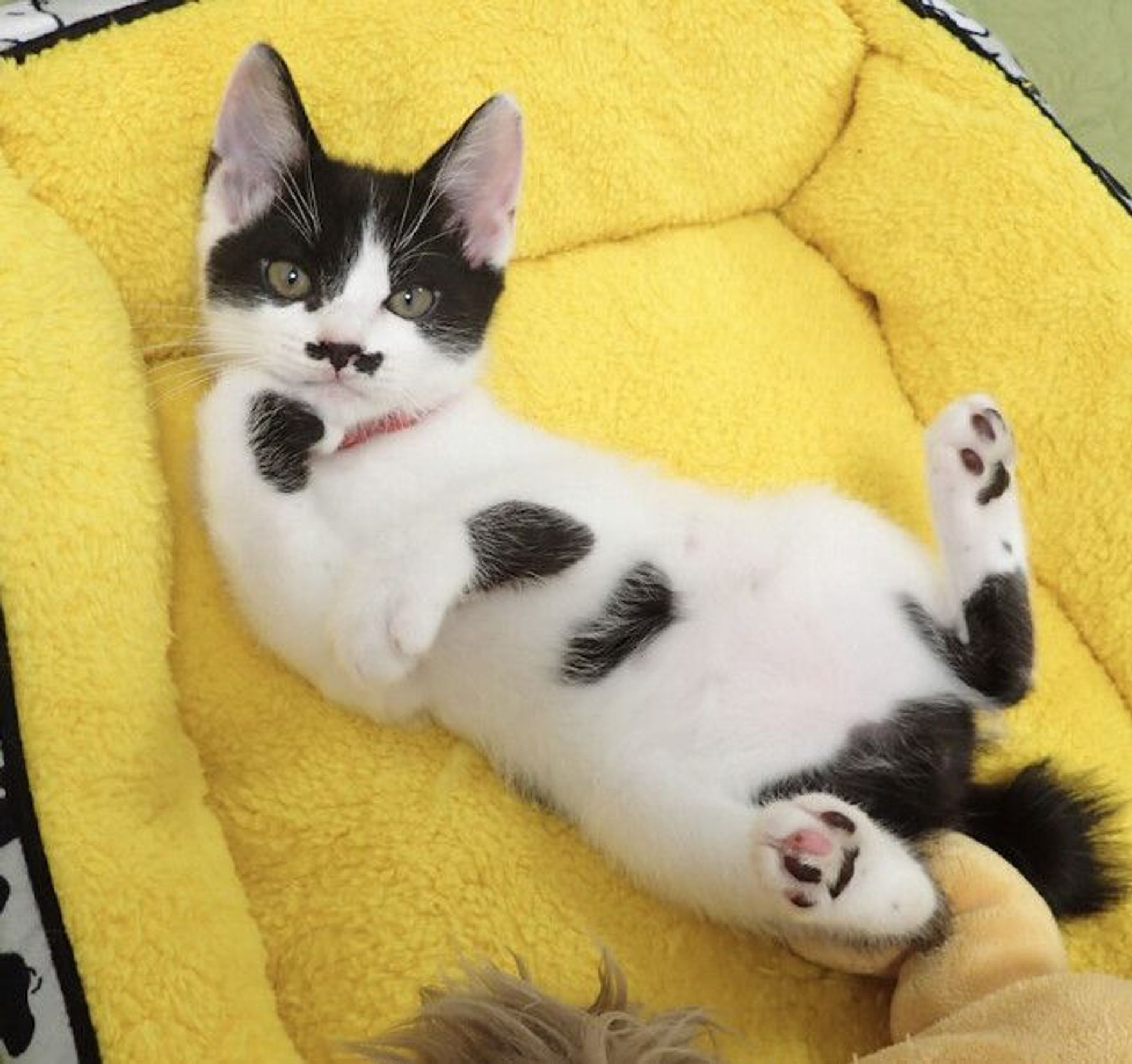 雑種（ミックス猫）・オスの里親募集の写真