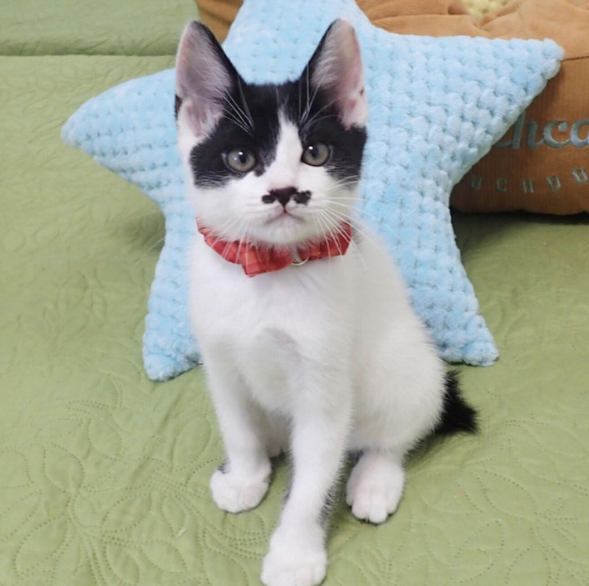 pet-image-2