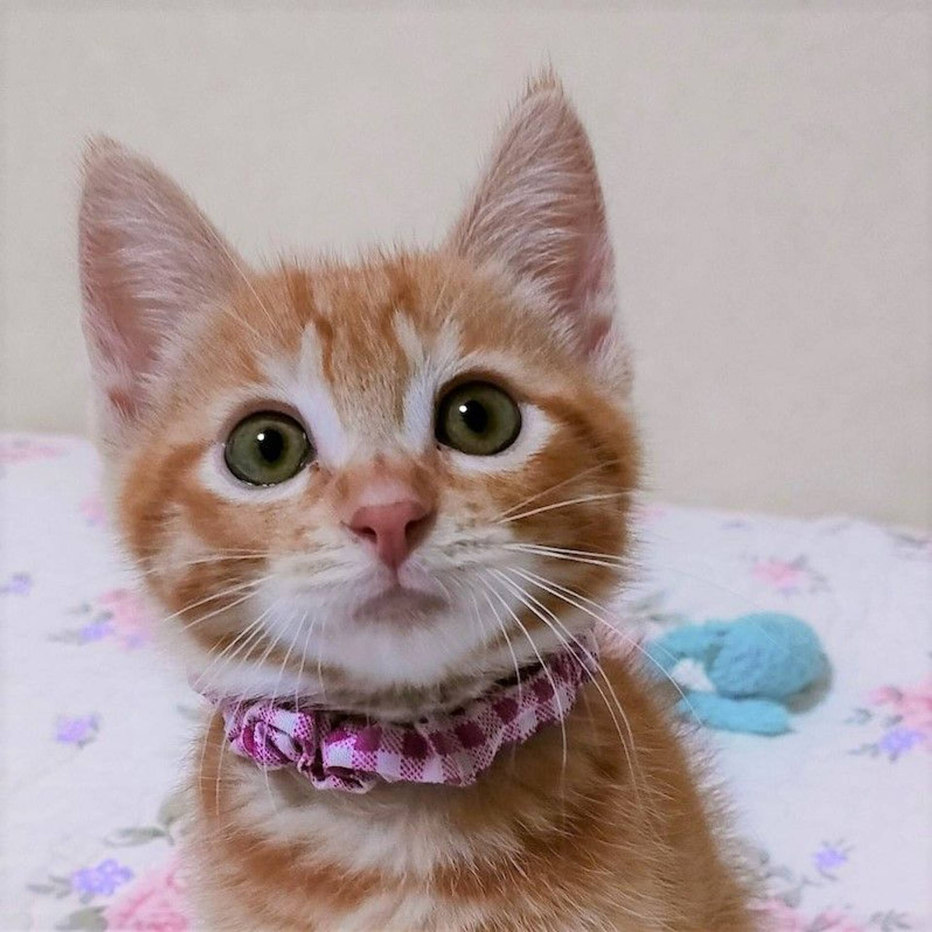 雑種（ミックス猫）・オスの里親募集の写真