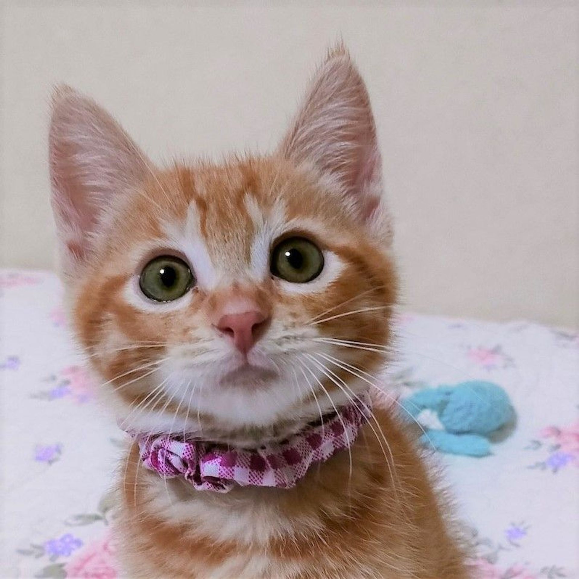 雑種（ミックス猫）・オスの里親募集の写真
