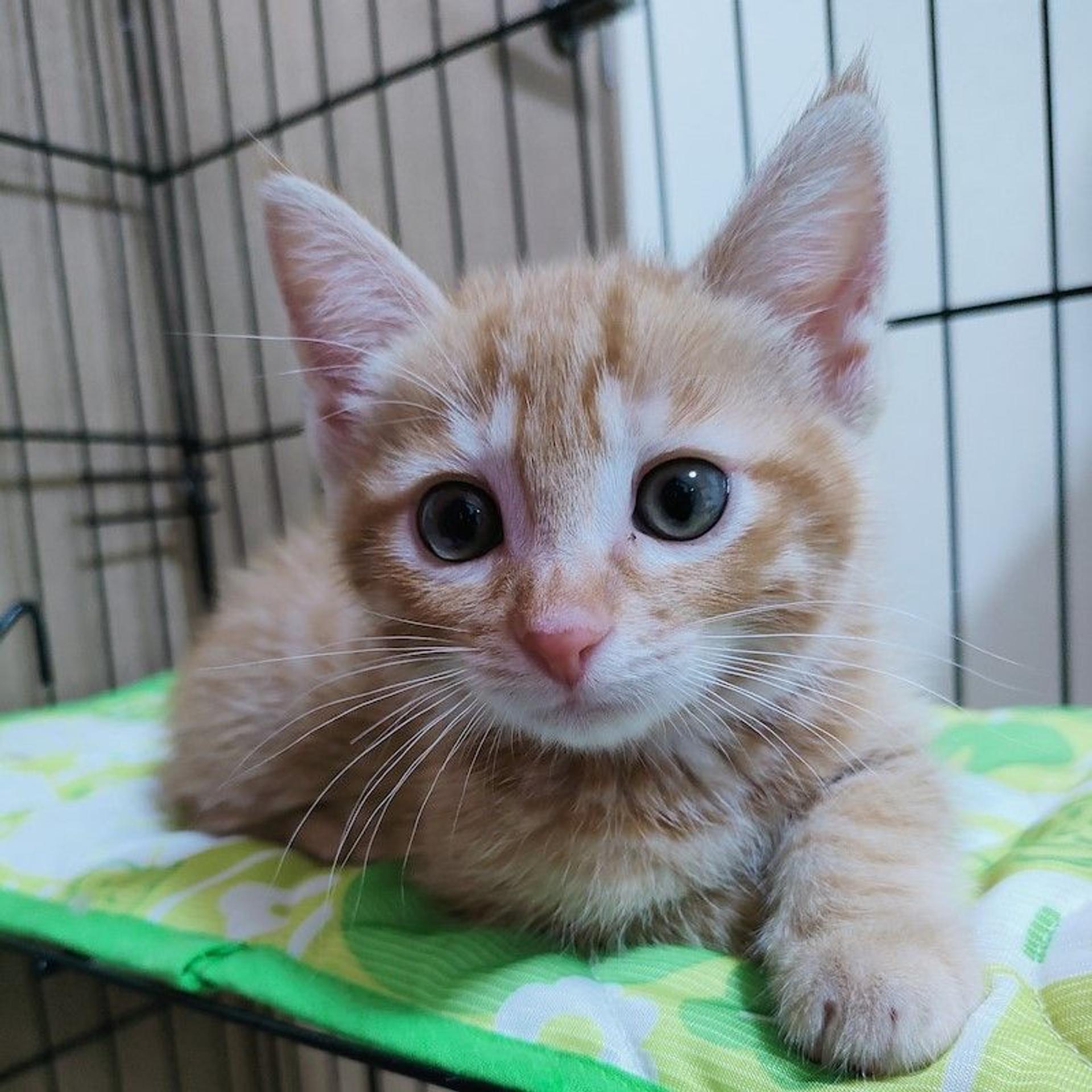 pet-image-3