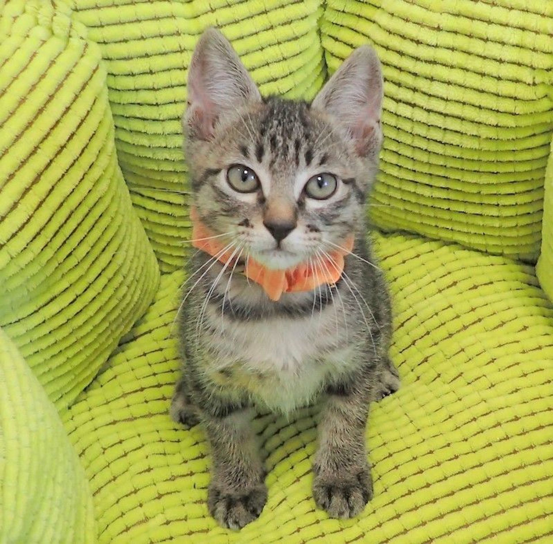 雑種（ミックス猫）・オスの里親募集の写真