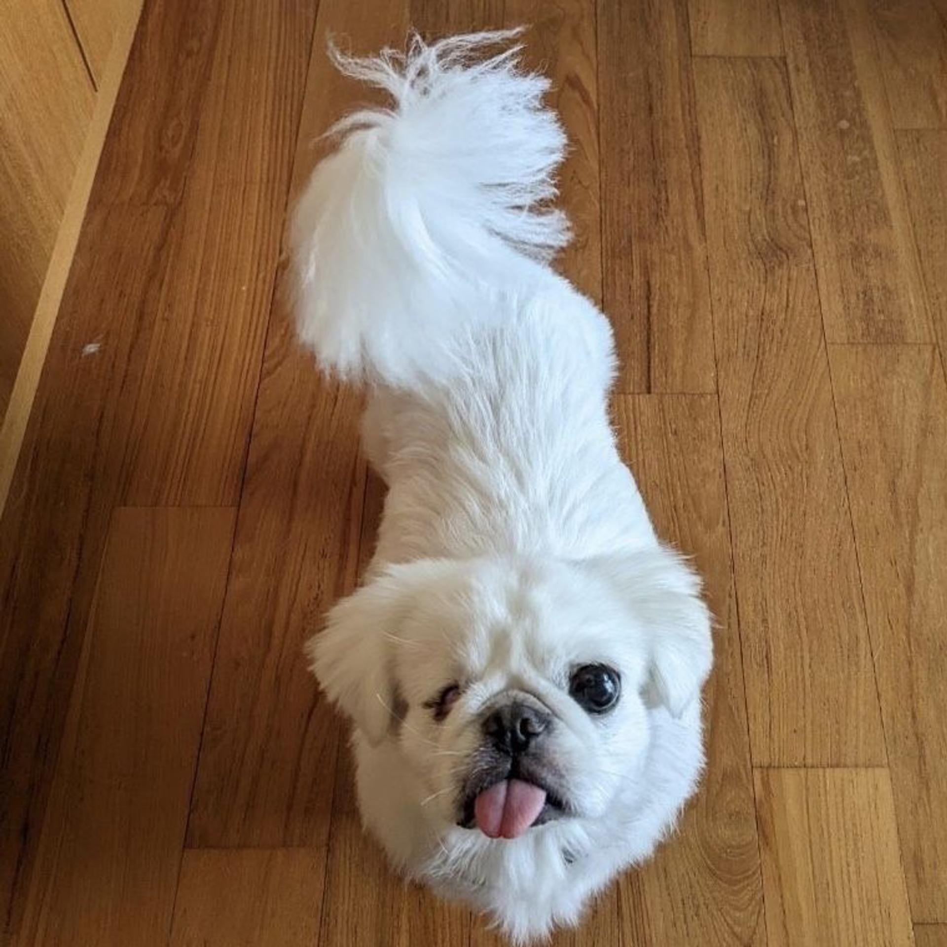 pet-image-3