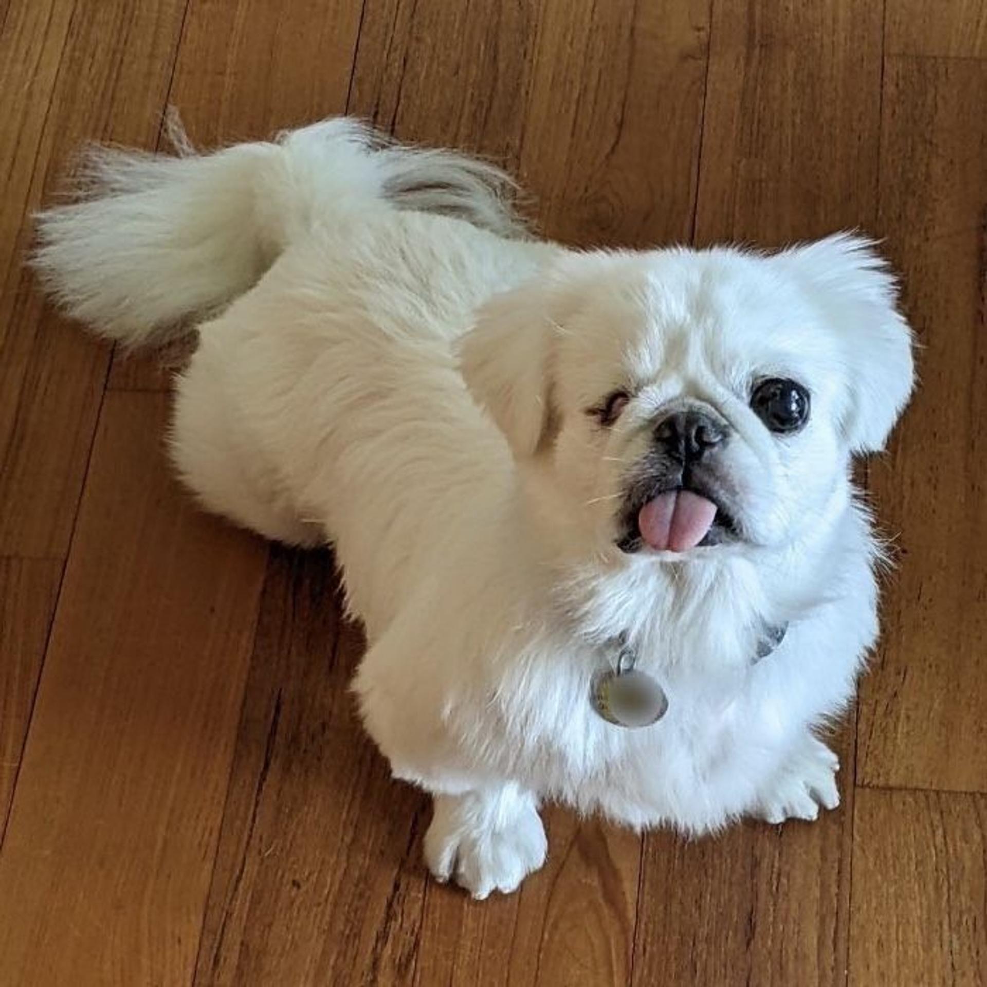 pet-image-2