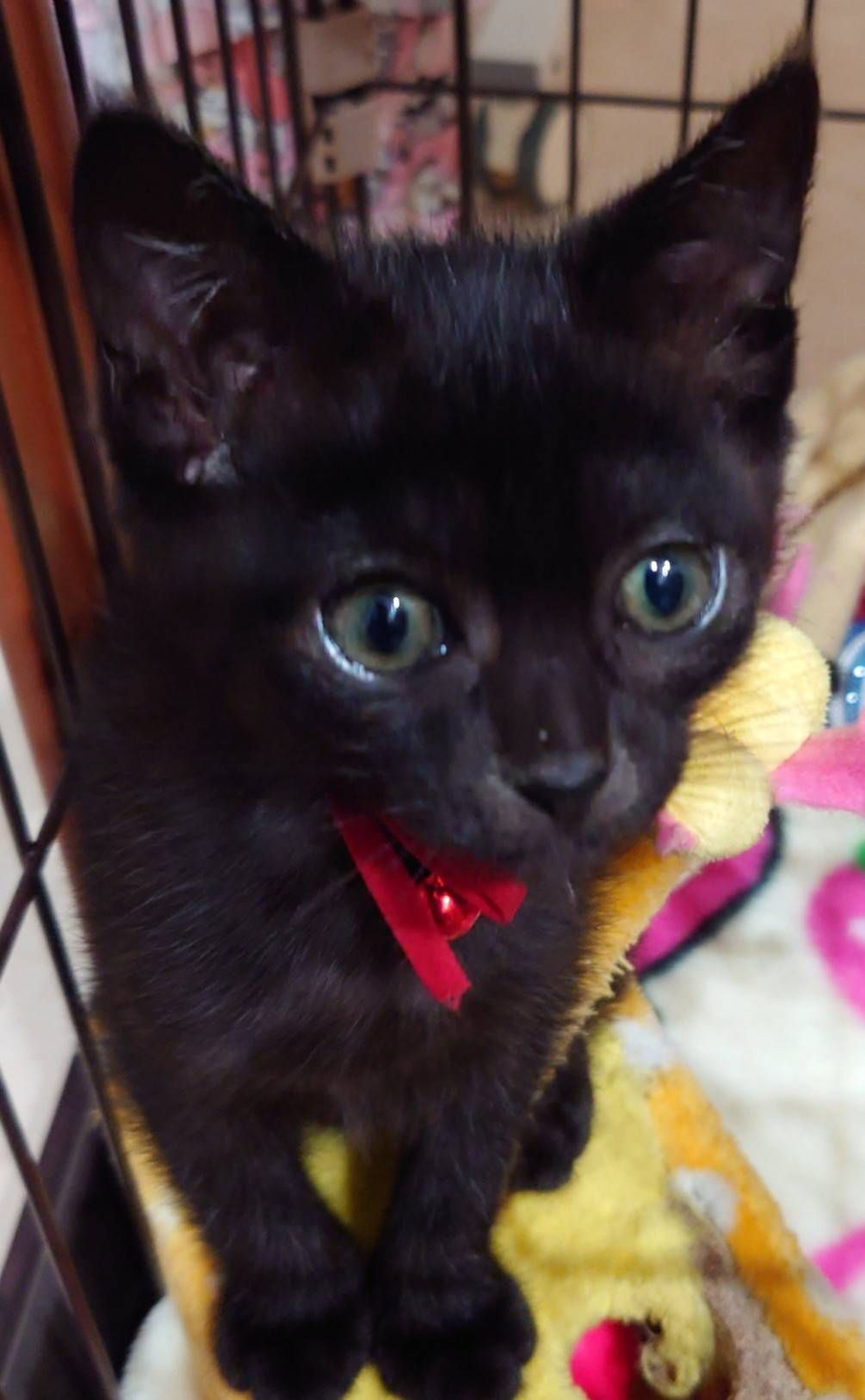pet-image-2