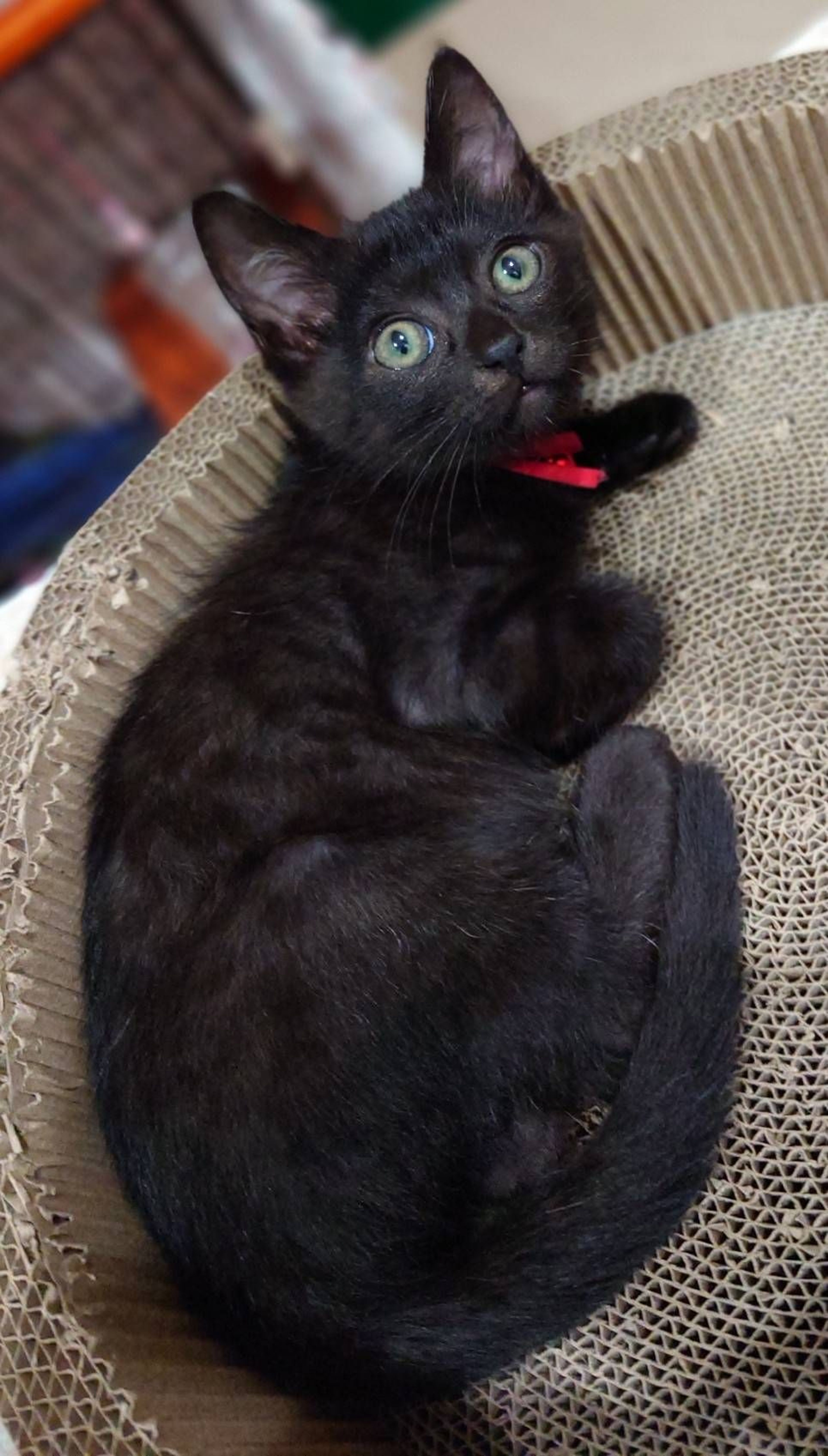 pet-image-3