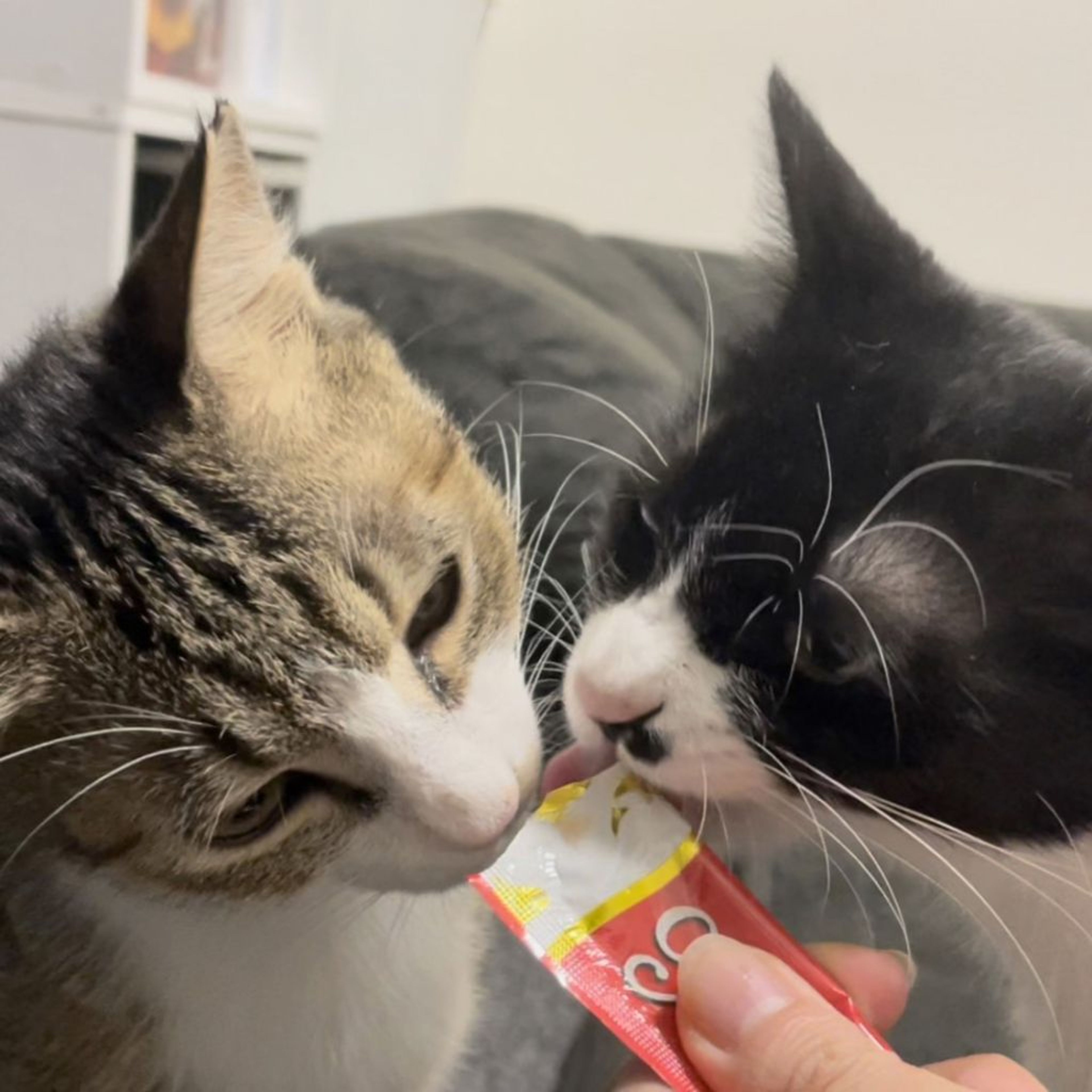 雑種（ミックス猫）・メスの里親募集の写真