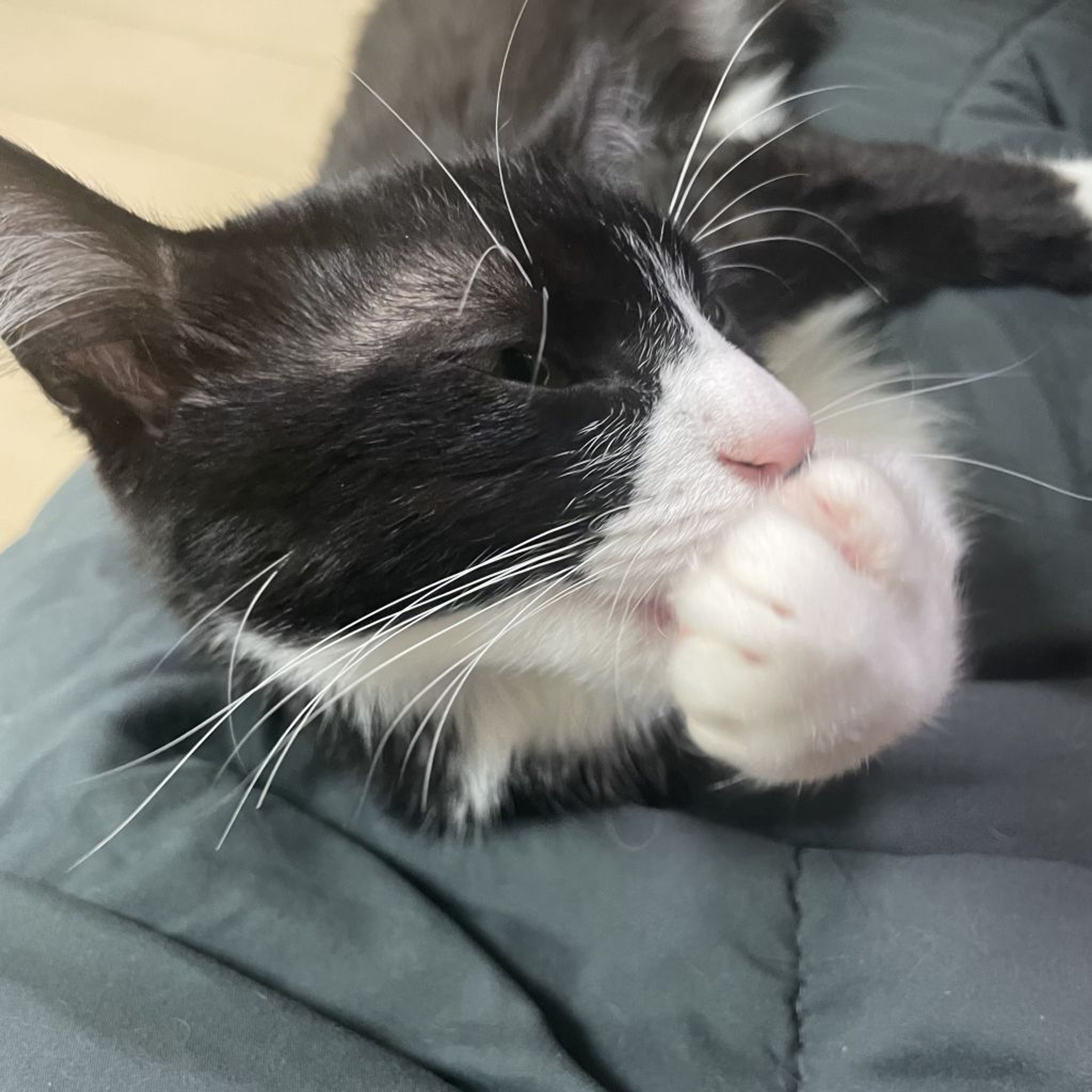 pet-image-2