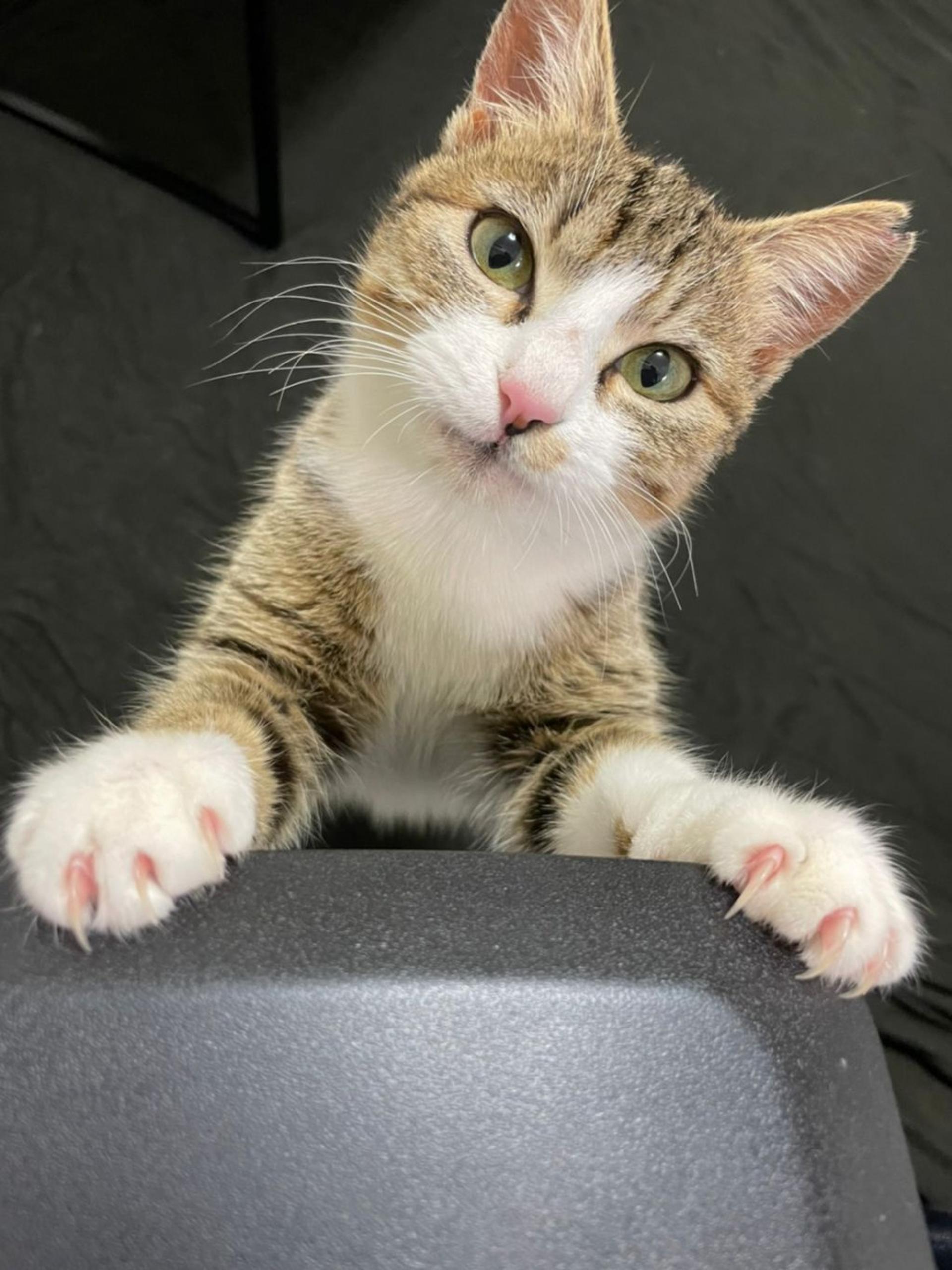 pet-image-3