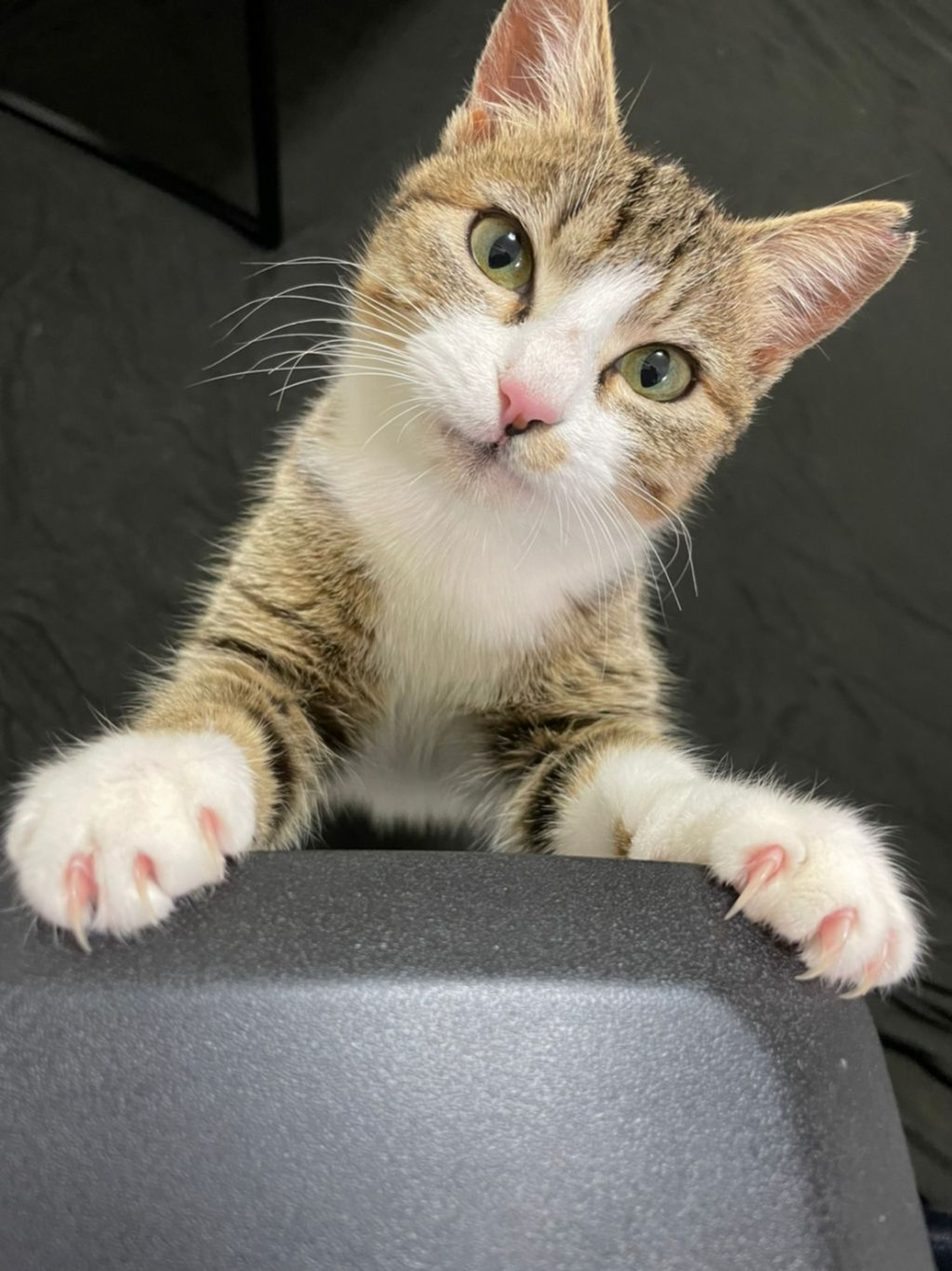 pet-image-3