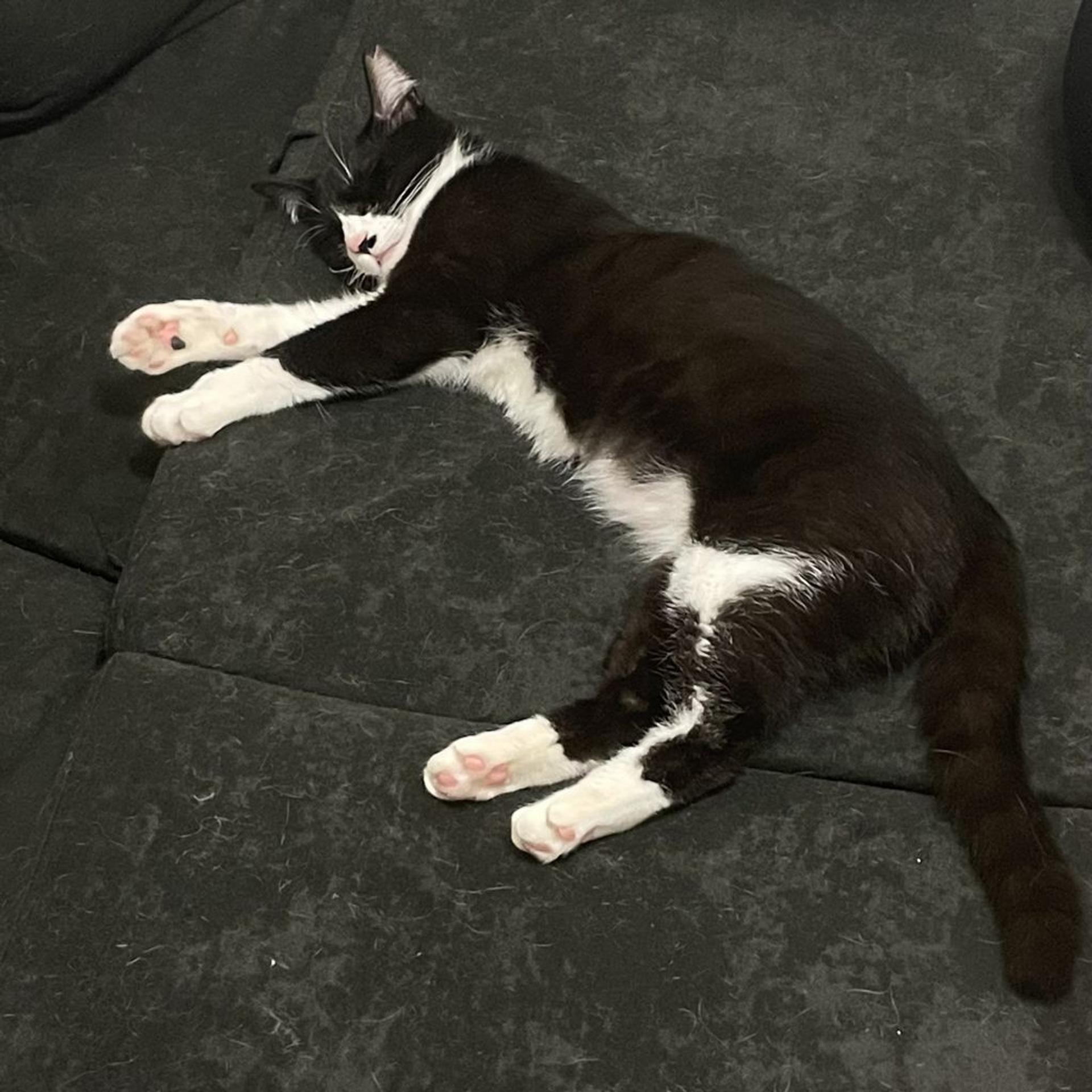 pet-image-8