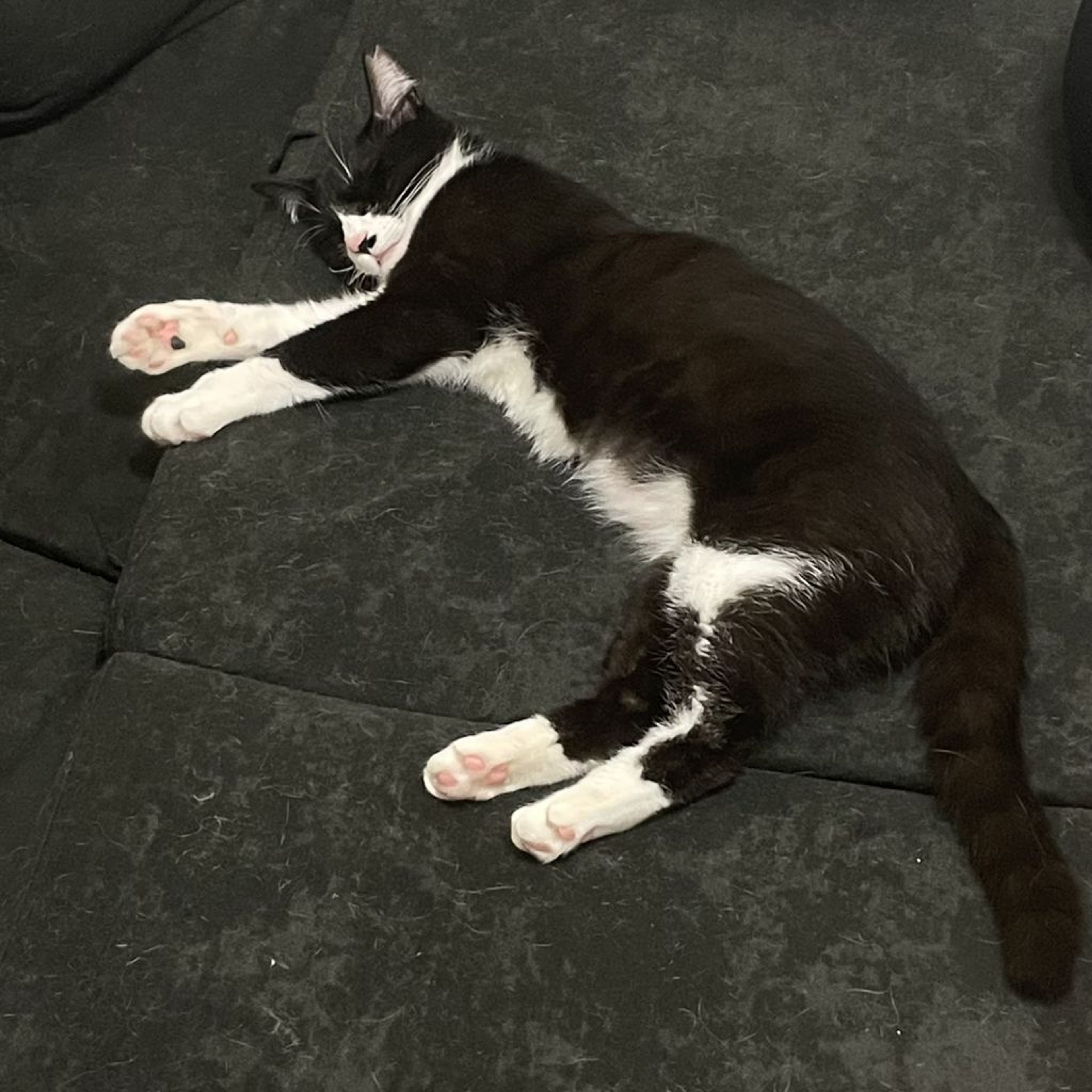 pet-image-8