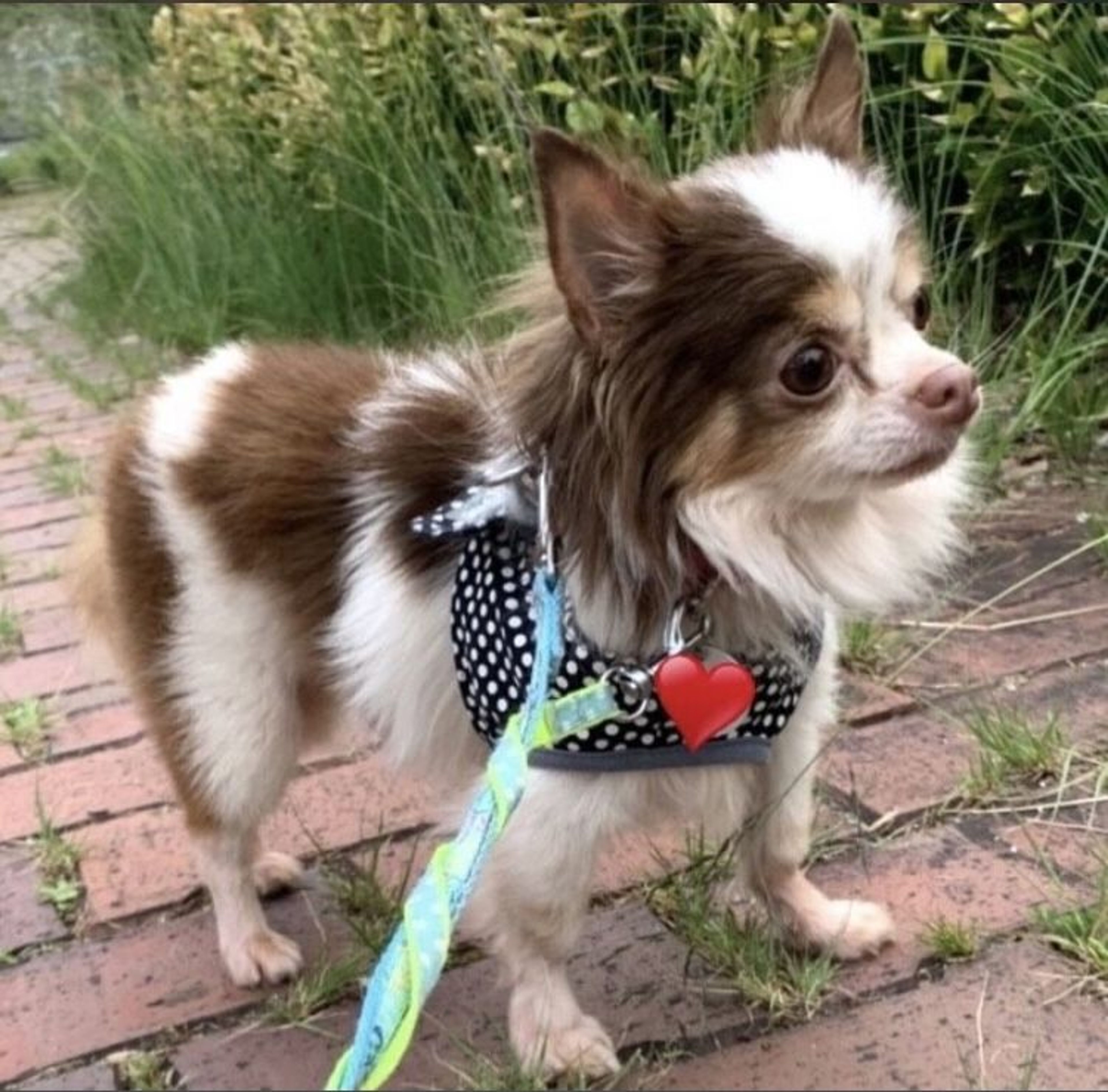 pet-image-3