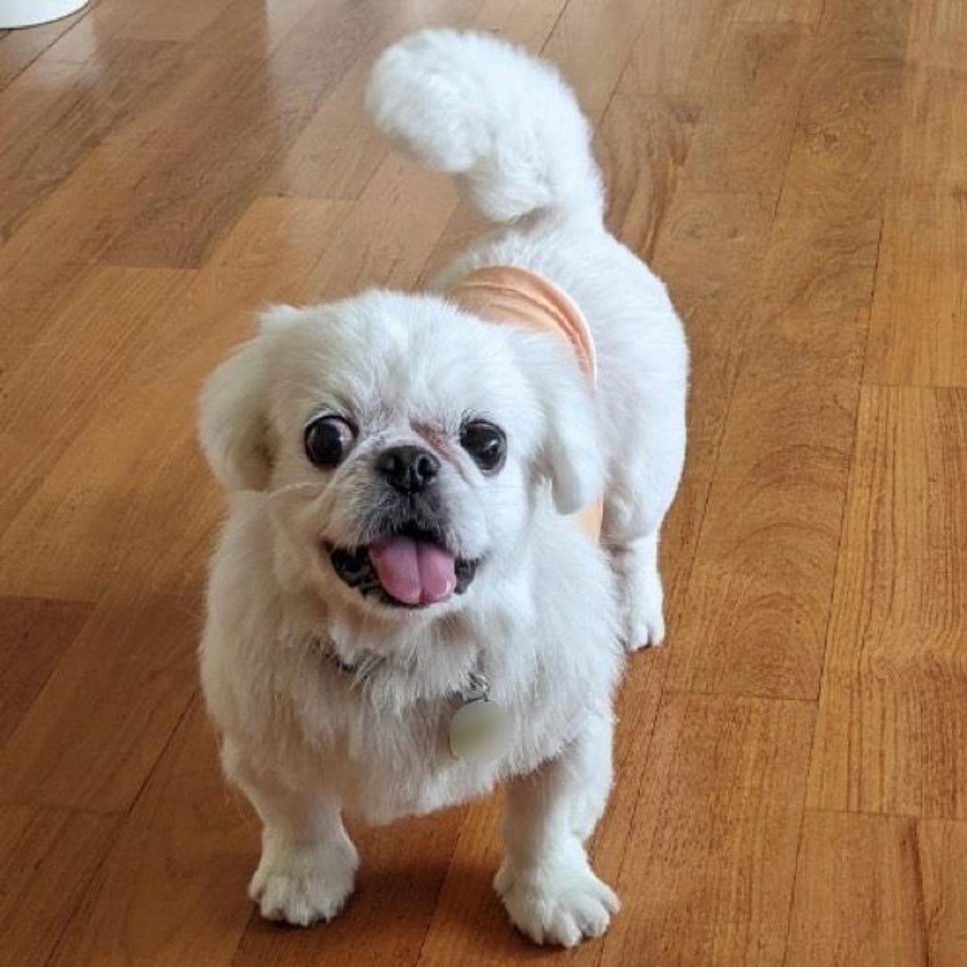 pet-image-2
