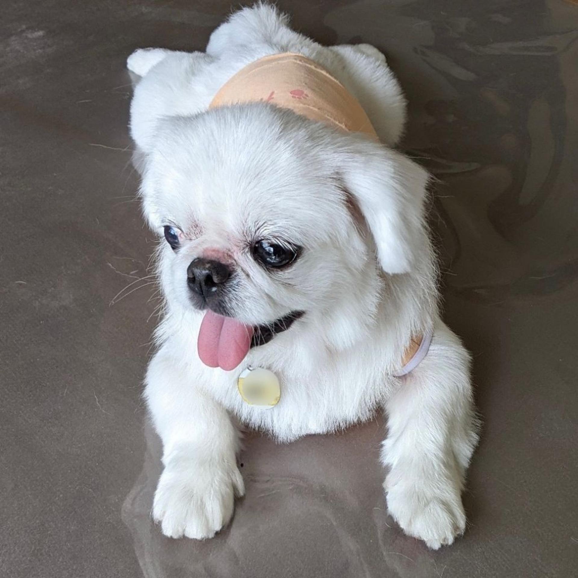 pet-image-4
