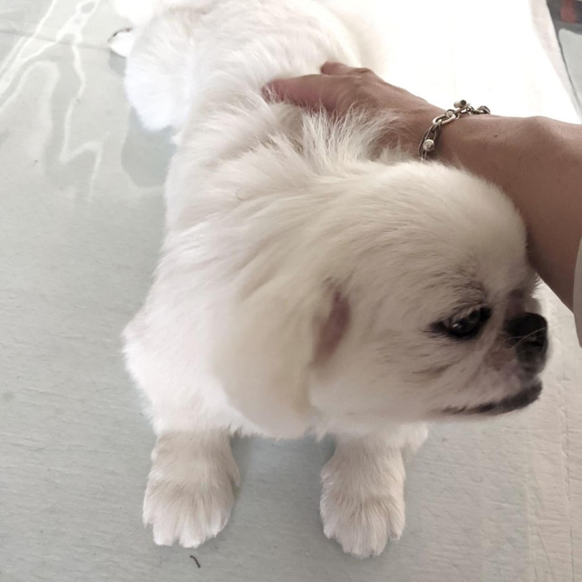 pet-image-6