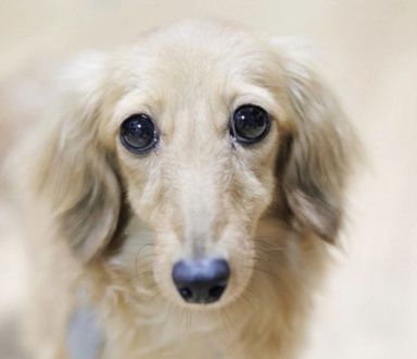 セシリアちゃんの写真