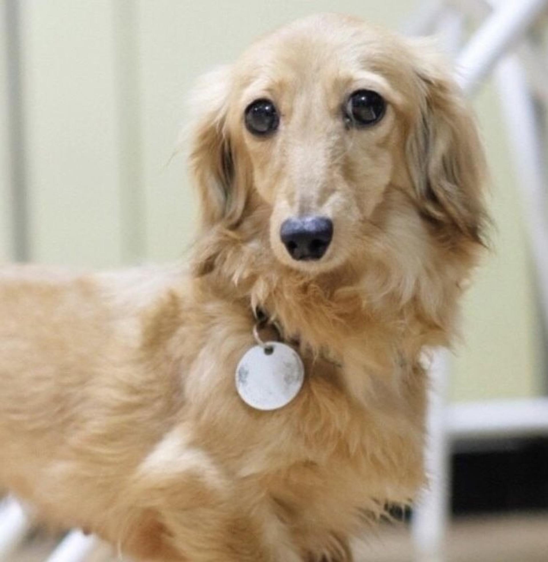 pet-image-3