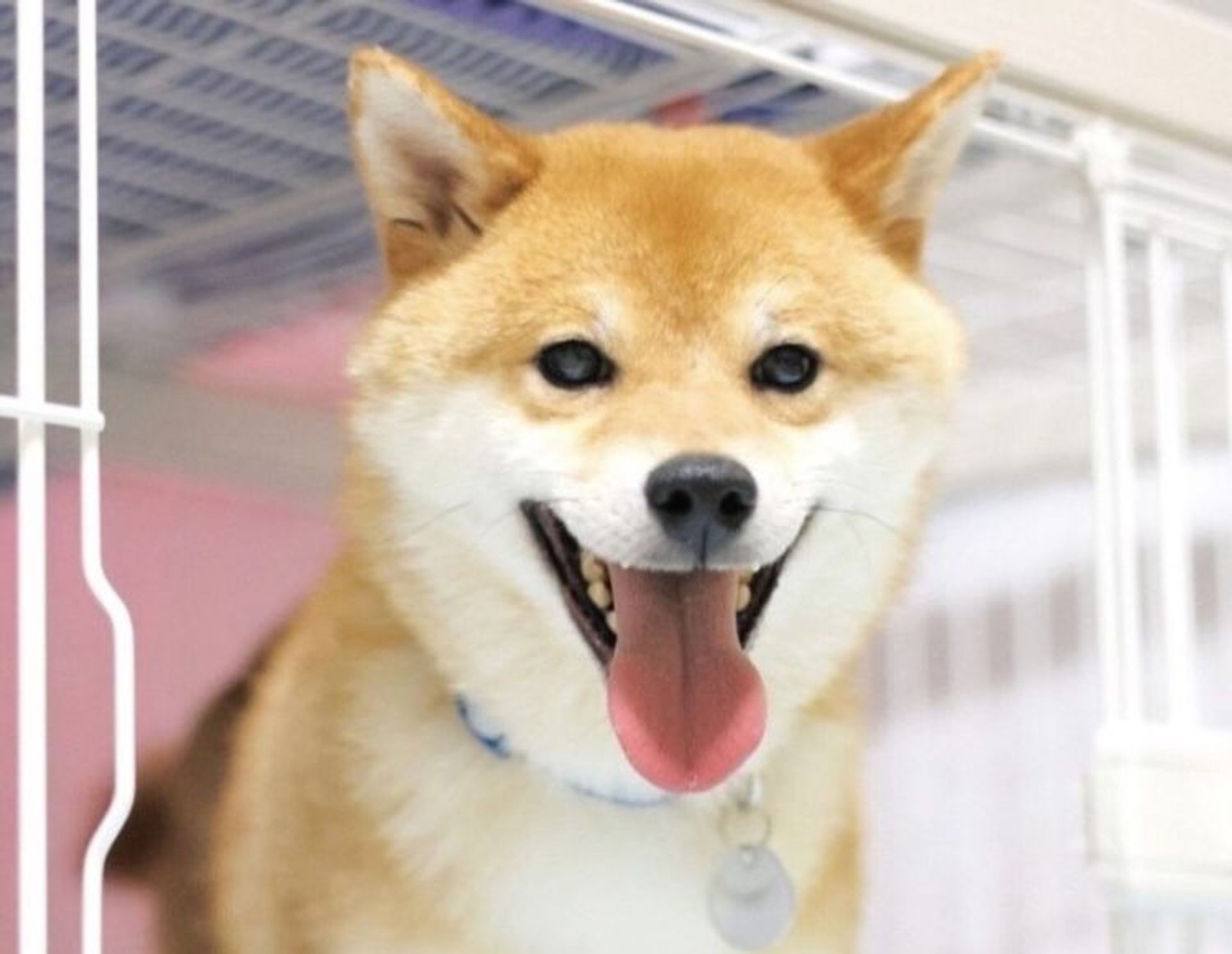 柴犬・オスの里親募集の写真