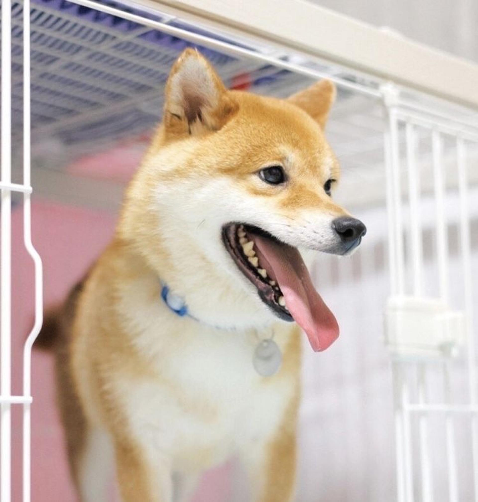 pet-image-5
