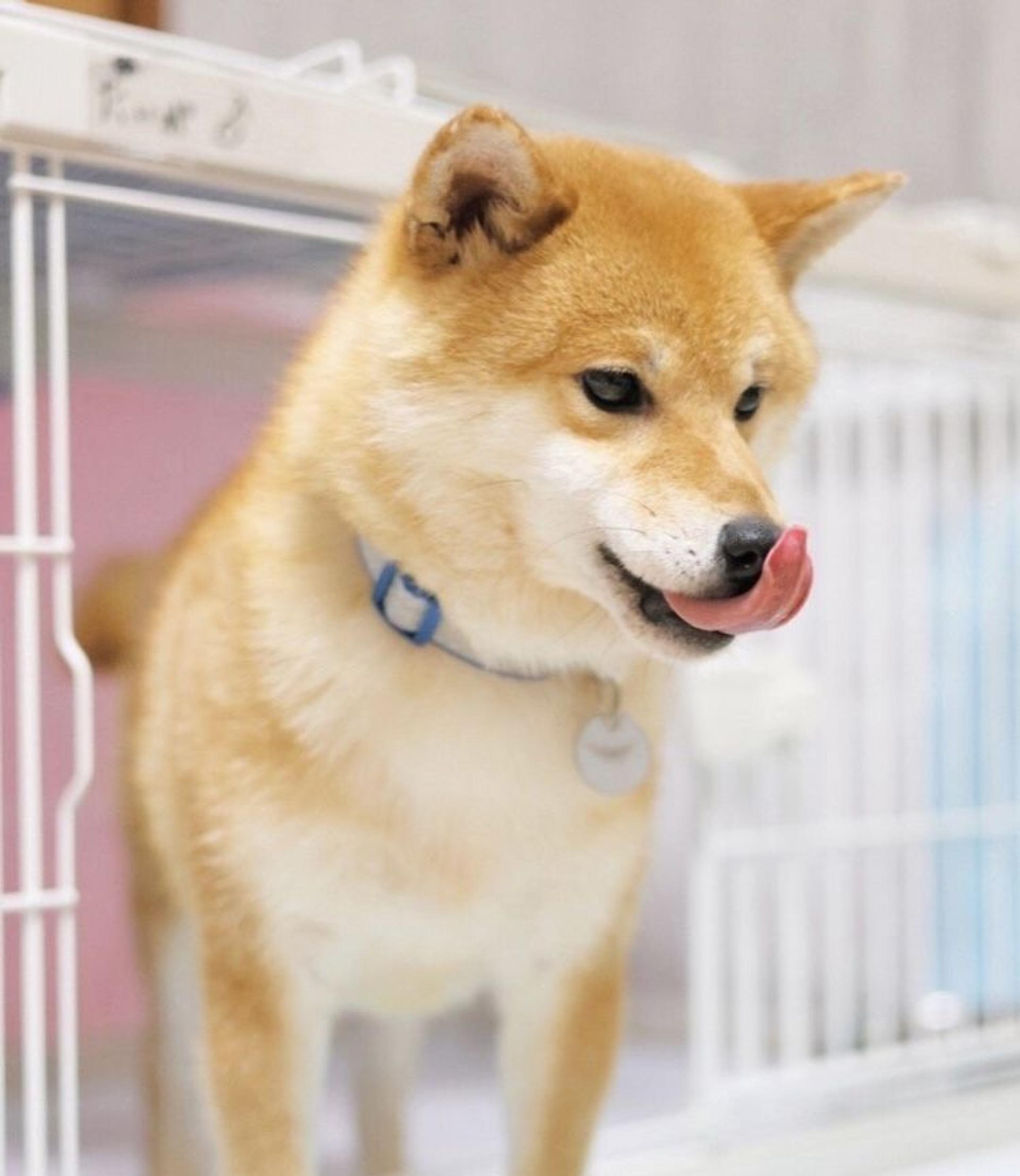 pet-image-6