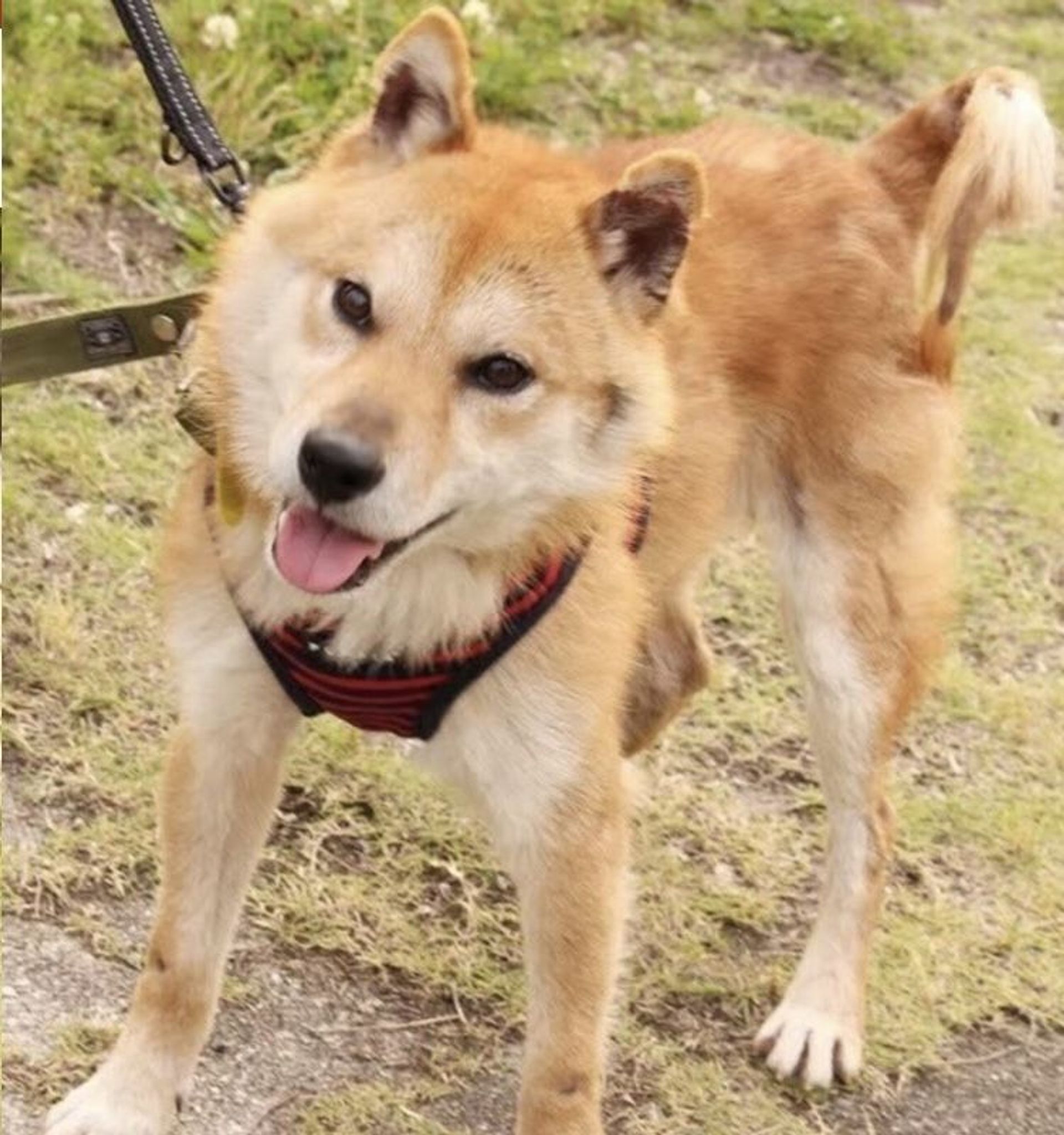 柴犬・オスの里親募集の写真