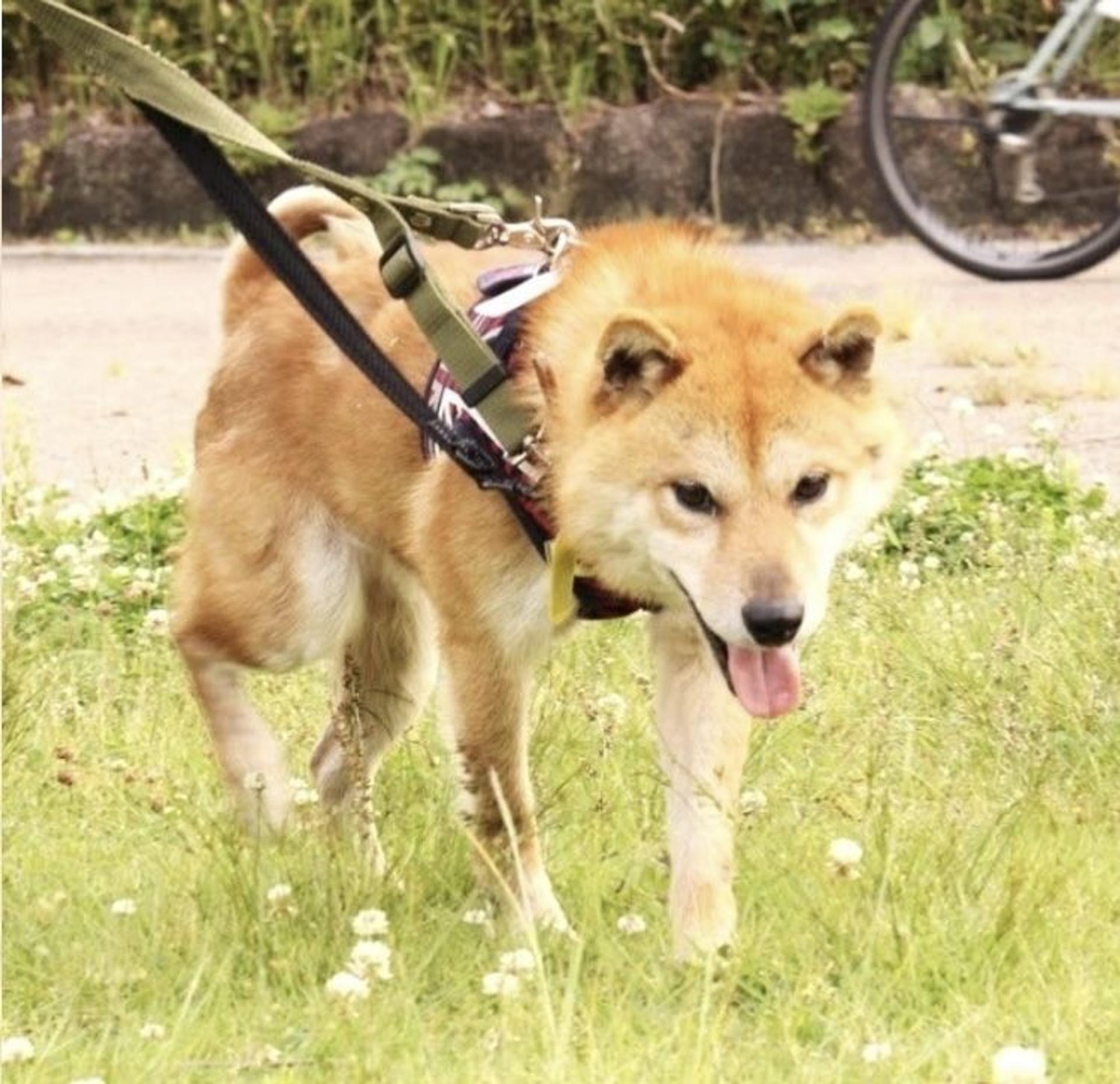 pet-image-5