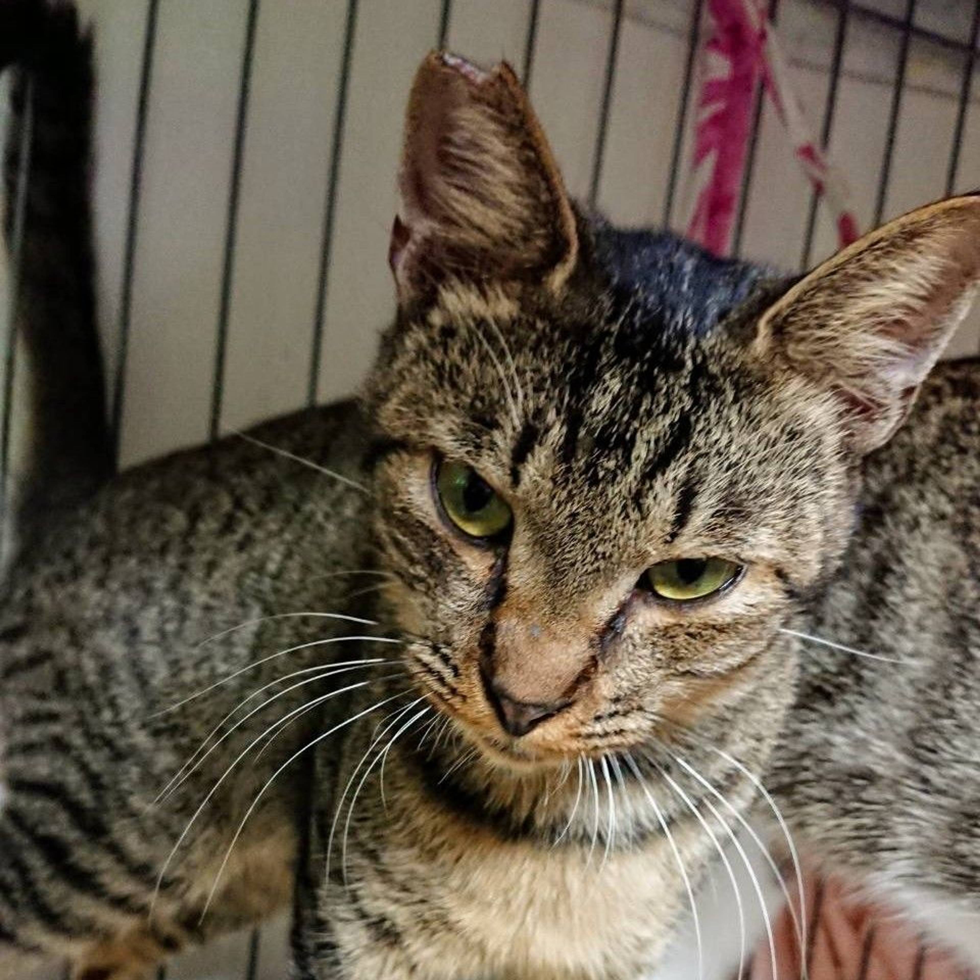 雑種（ミックス猫）・オスの里親募集の写真