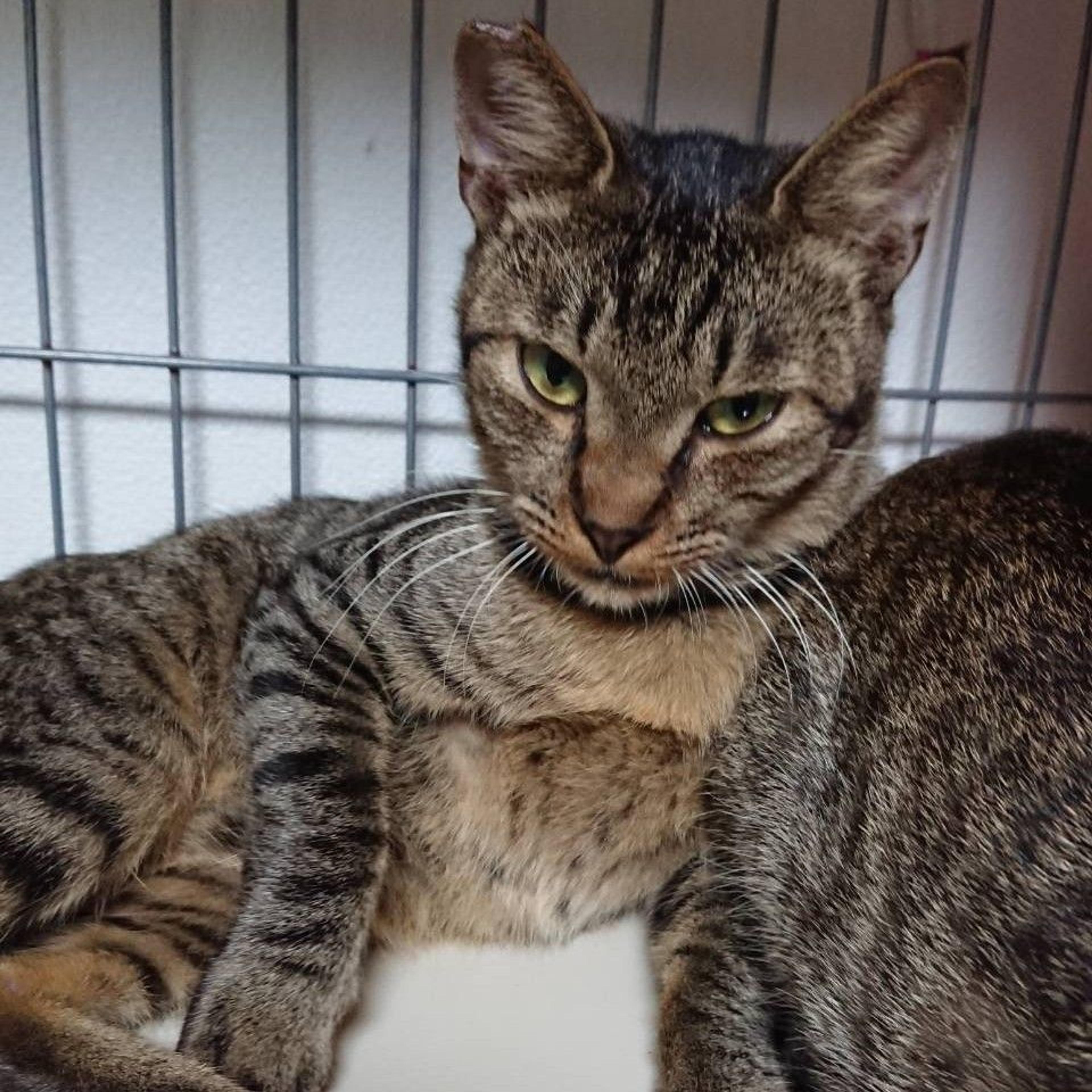 pet-image-2