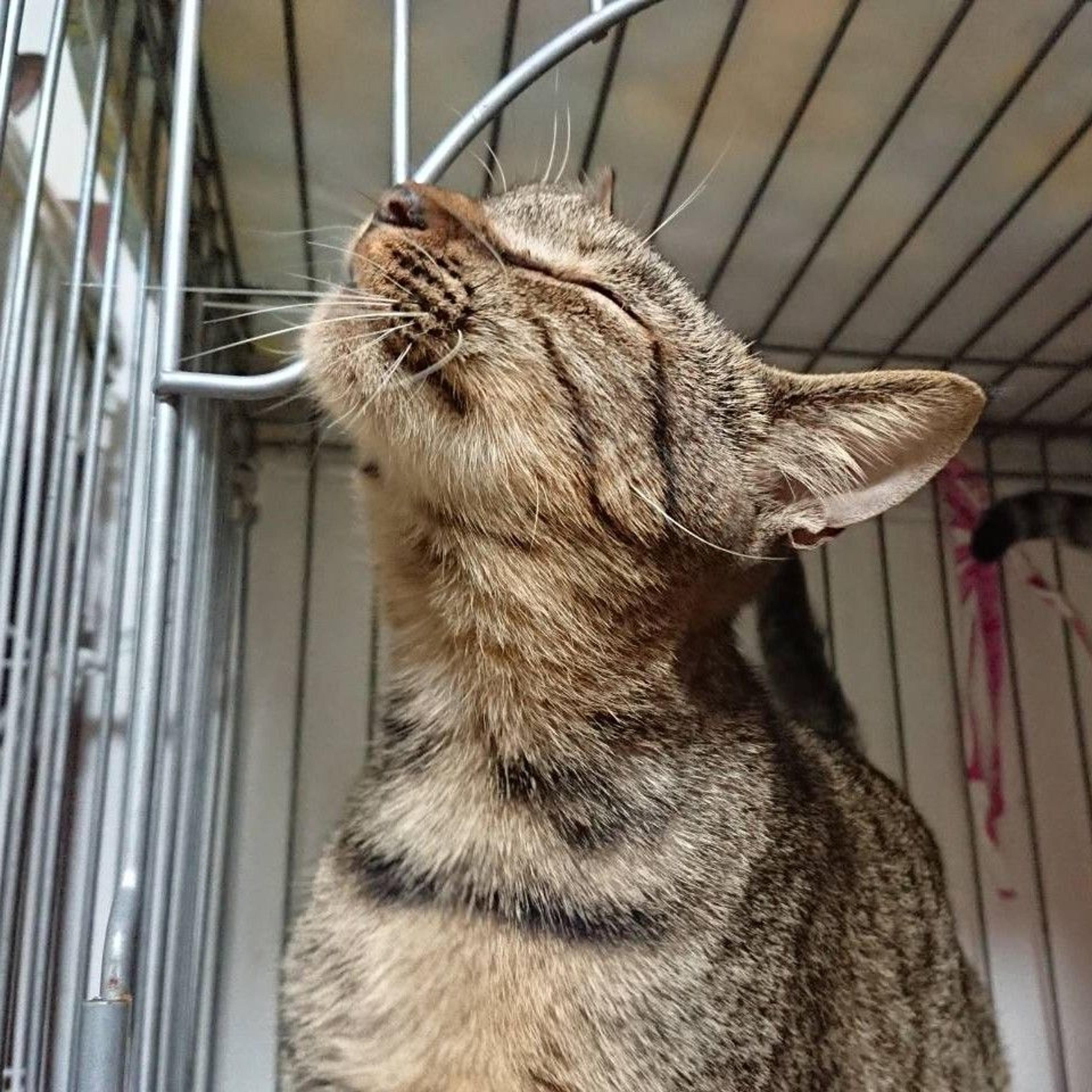 pet-image-3