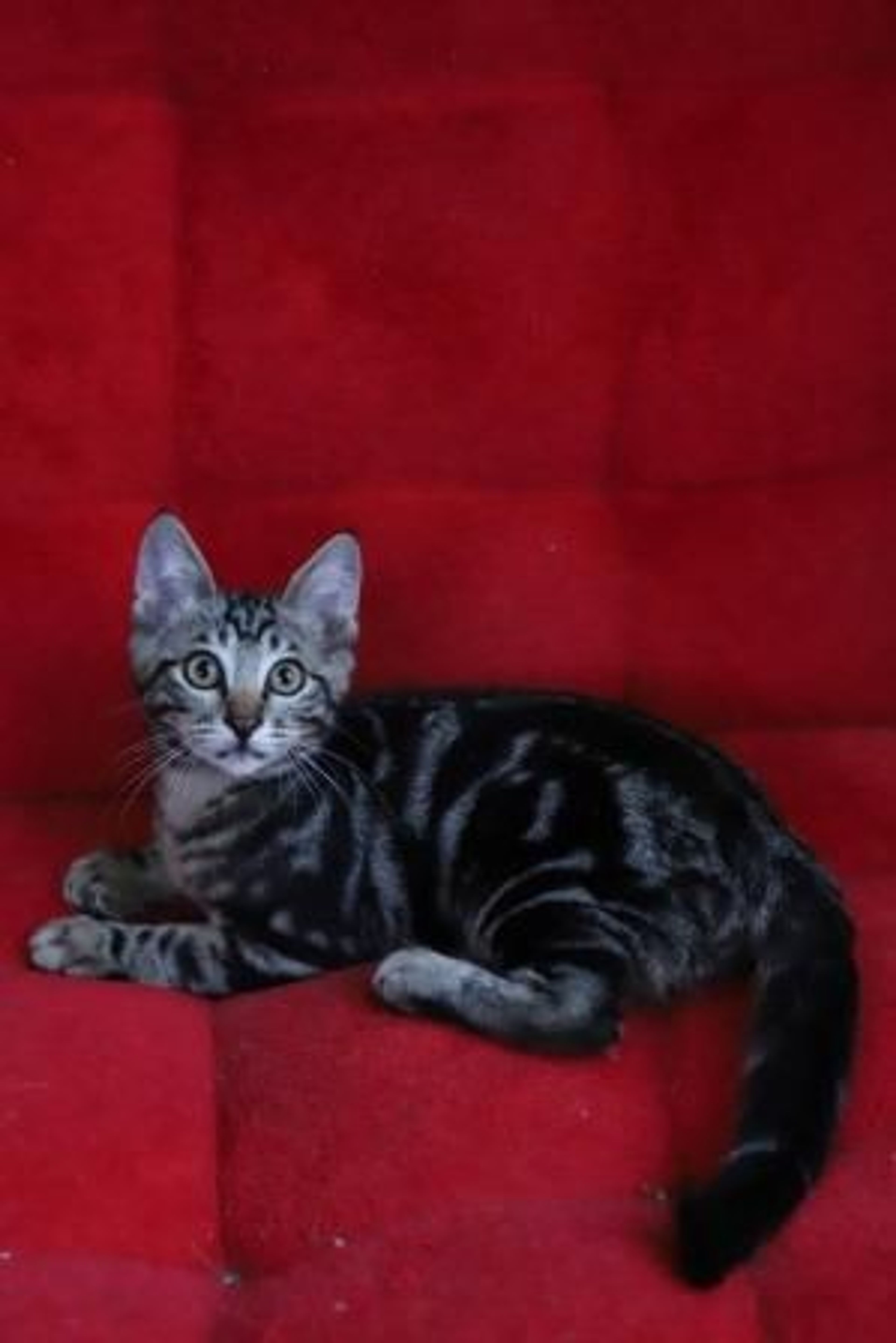 雑種（ミックス猫）・オスの里親募集の写真