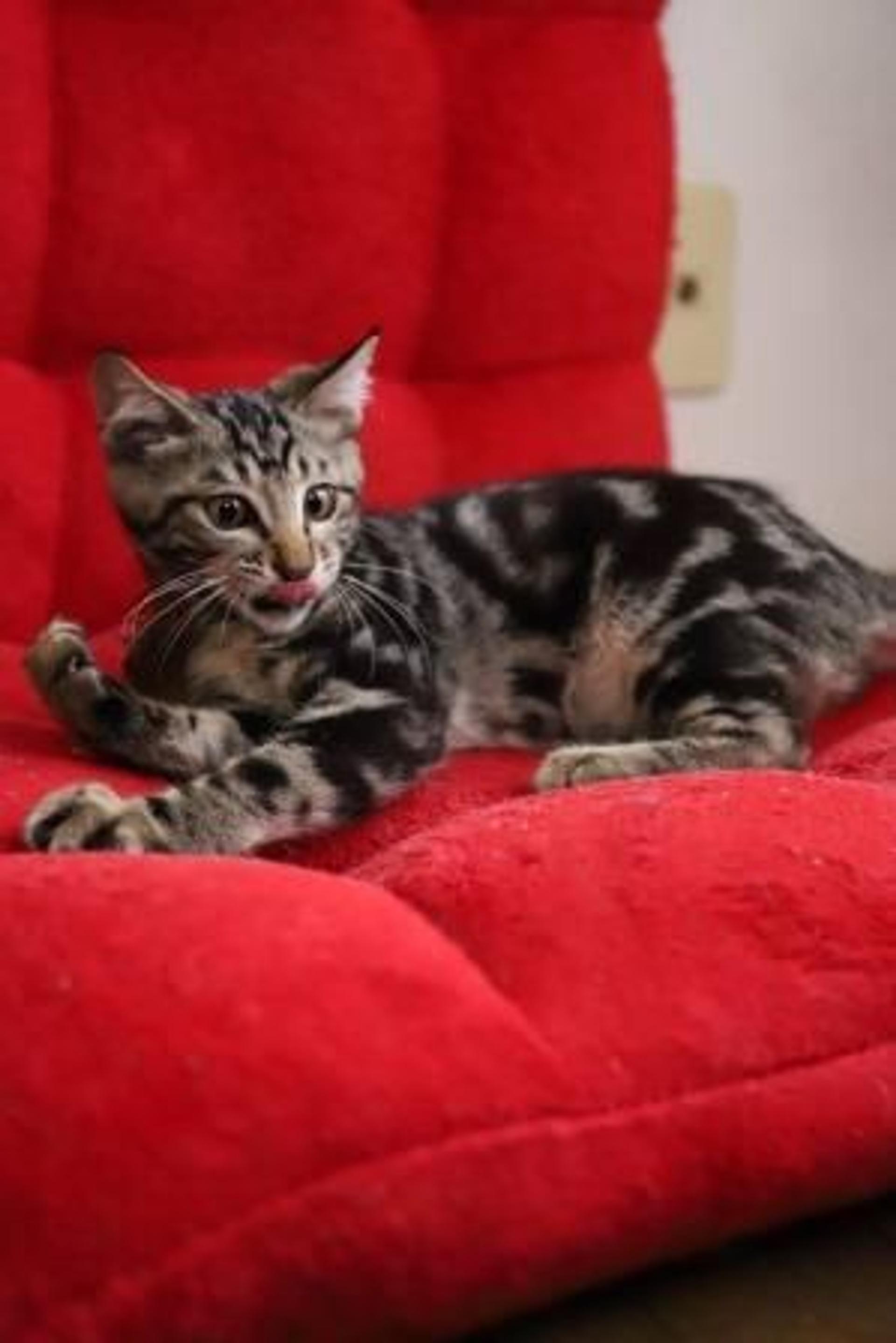 pet-image-6