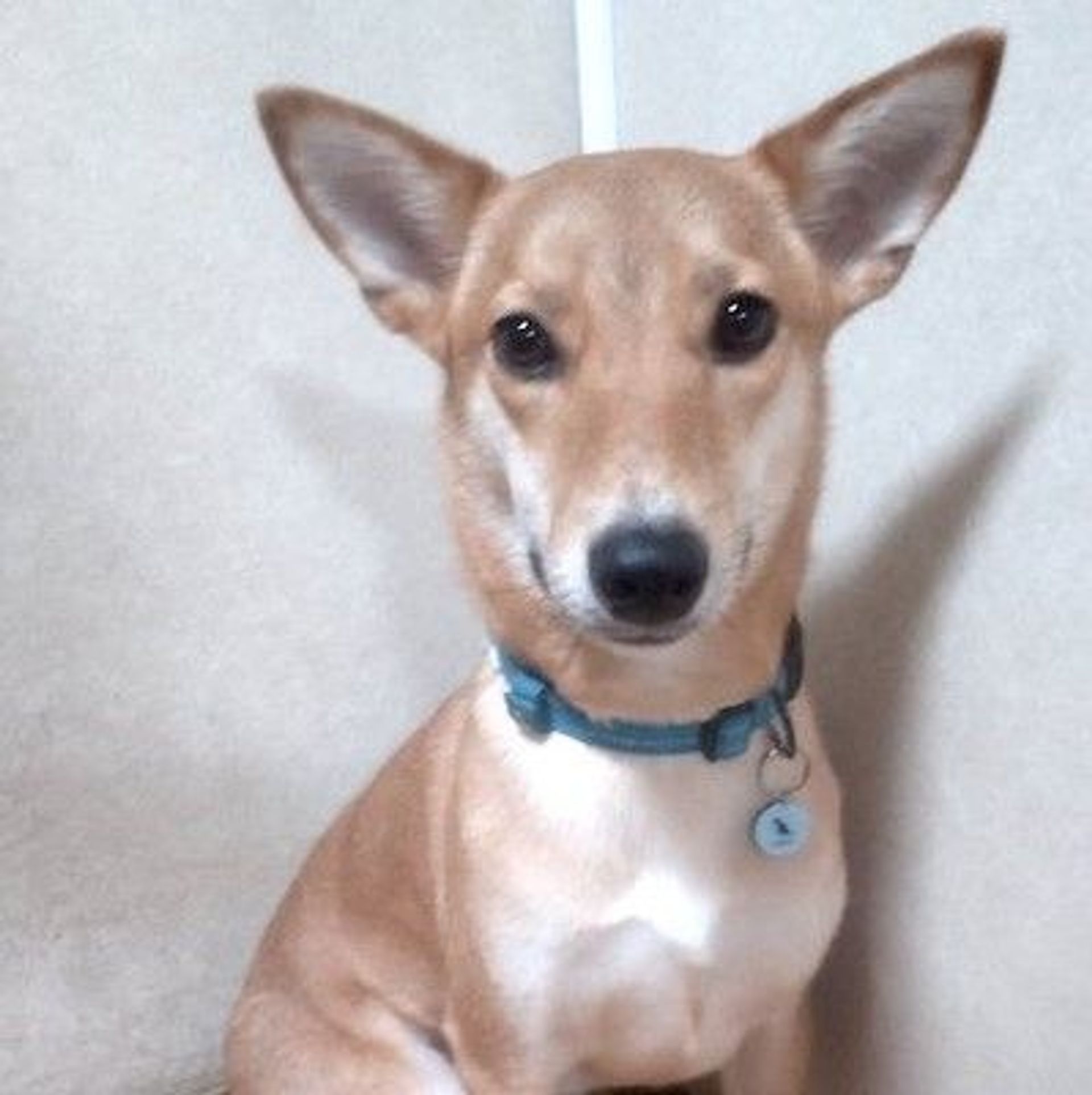 雑種（ミックス犬）・オスの里親募集の写真