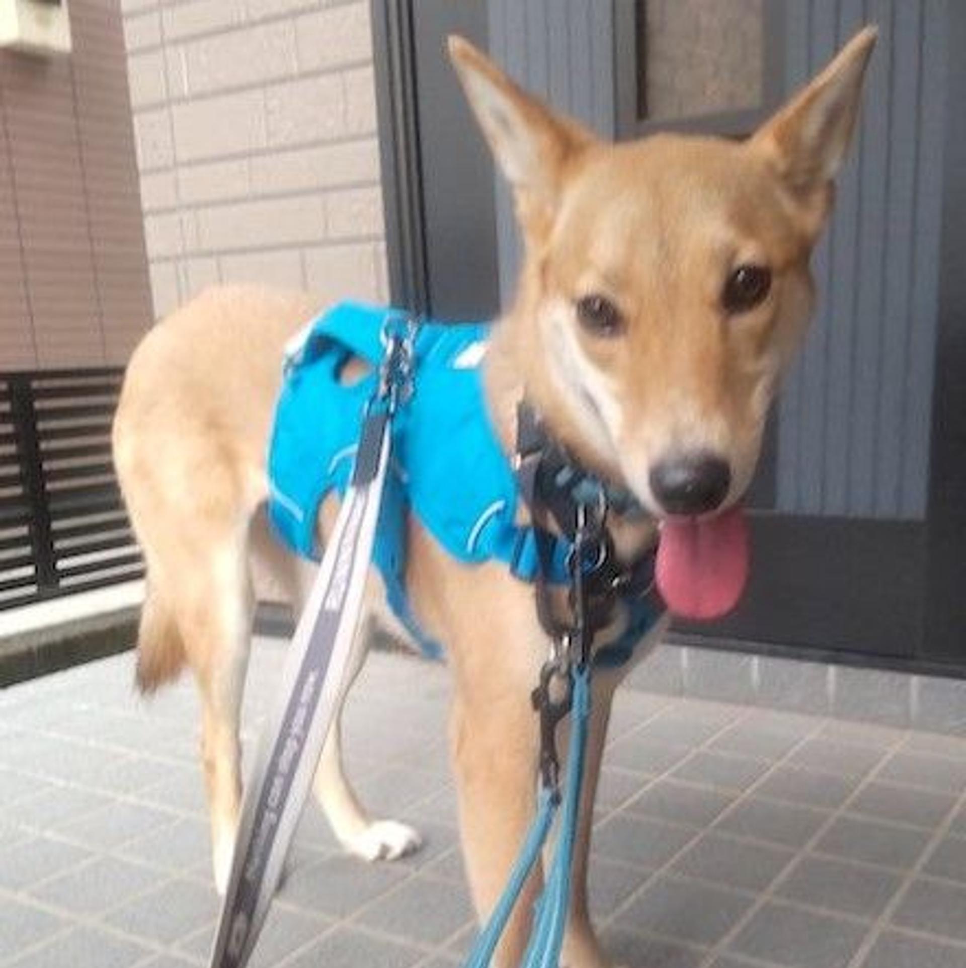 pet-image-3