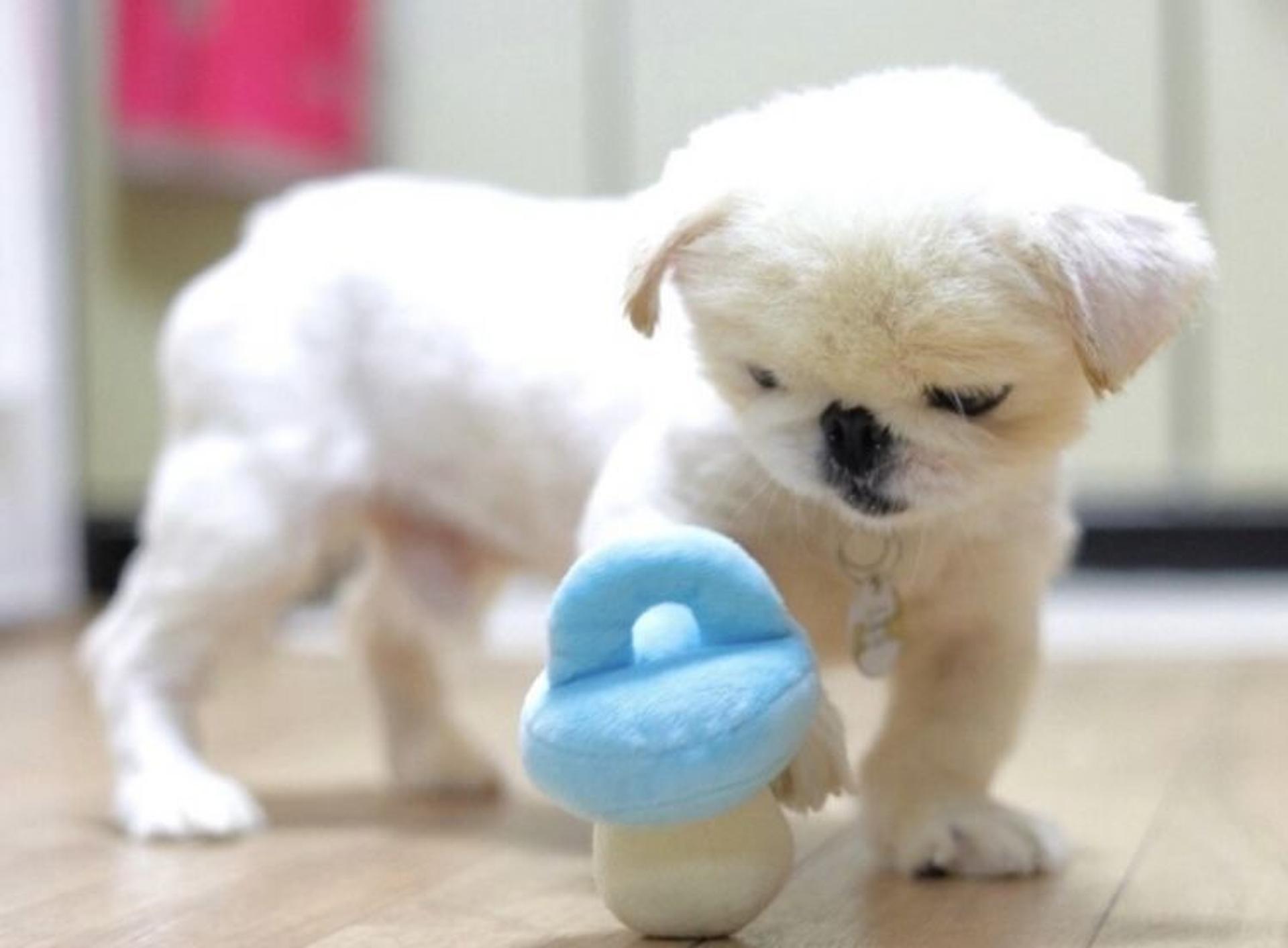 pet-image-4