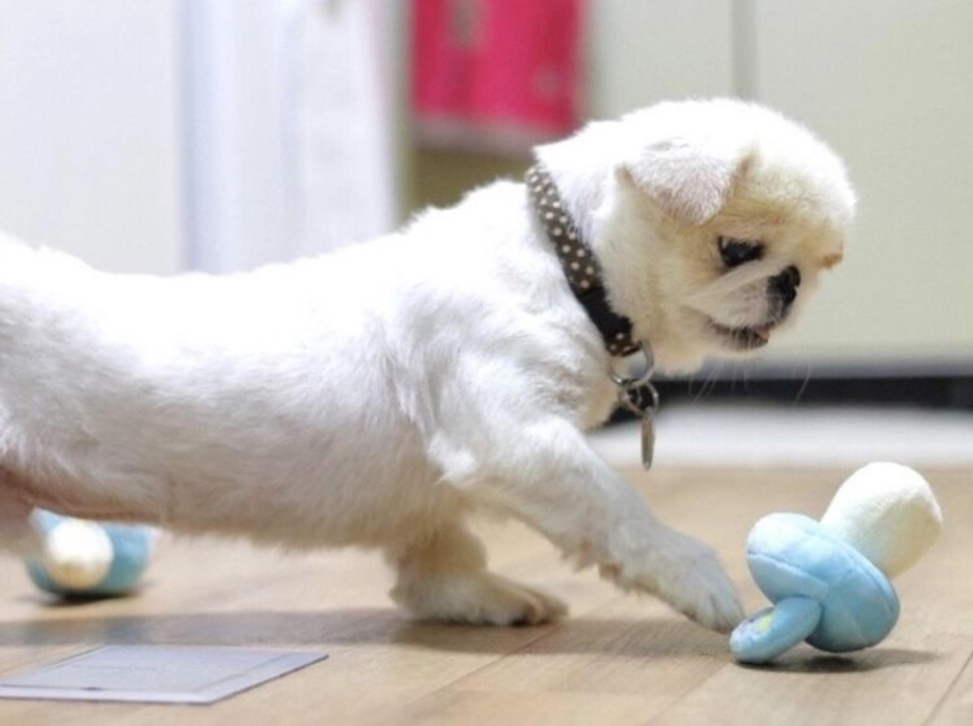 pet-image-5
