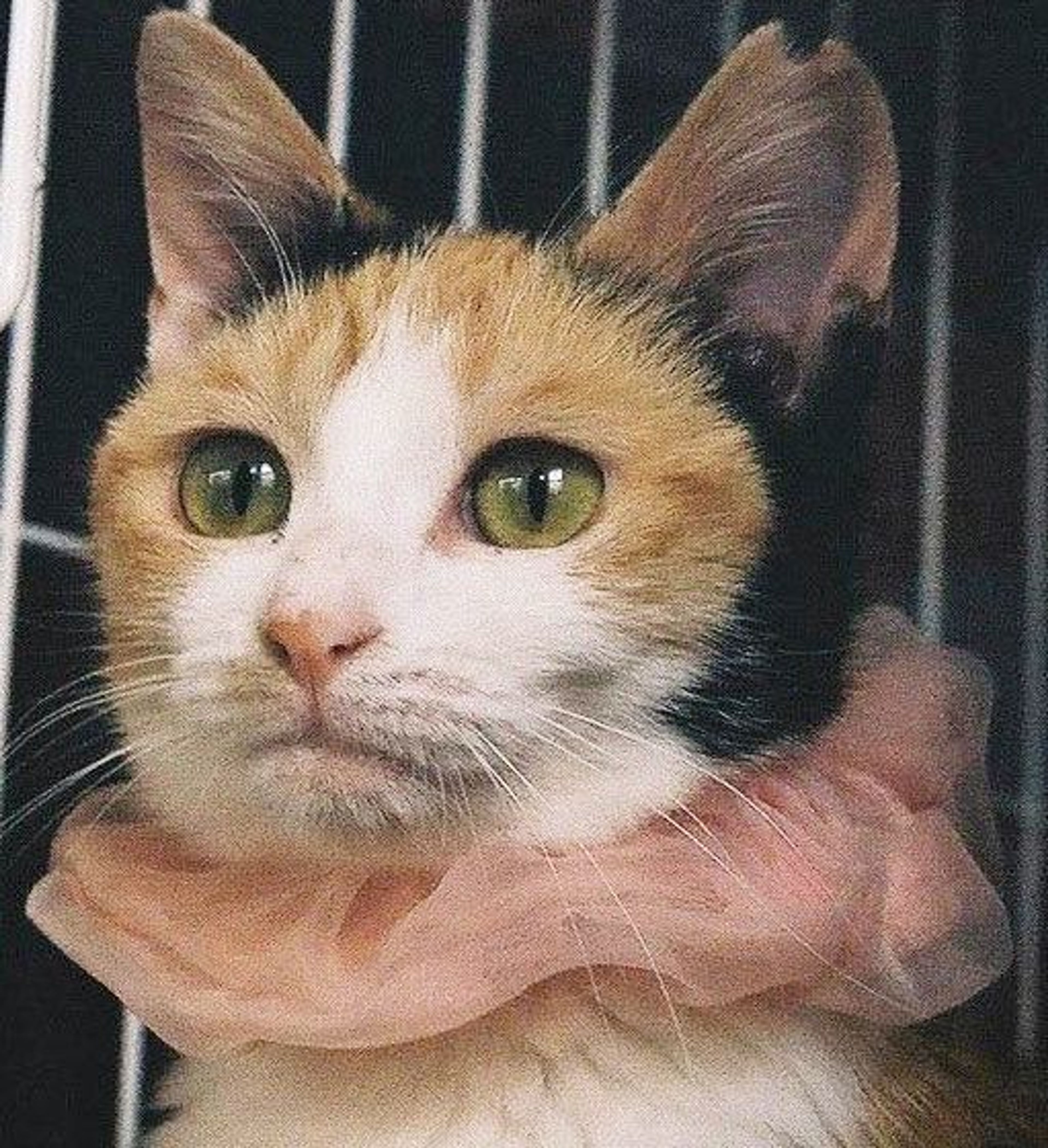 雑種（ミックス猫）・メスの里親募集の写真